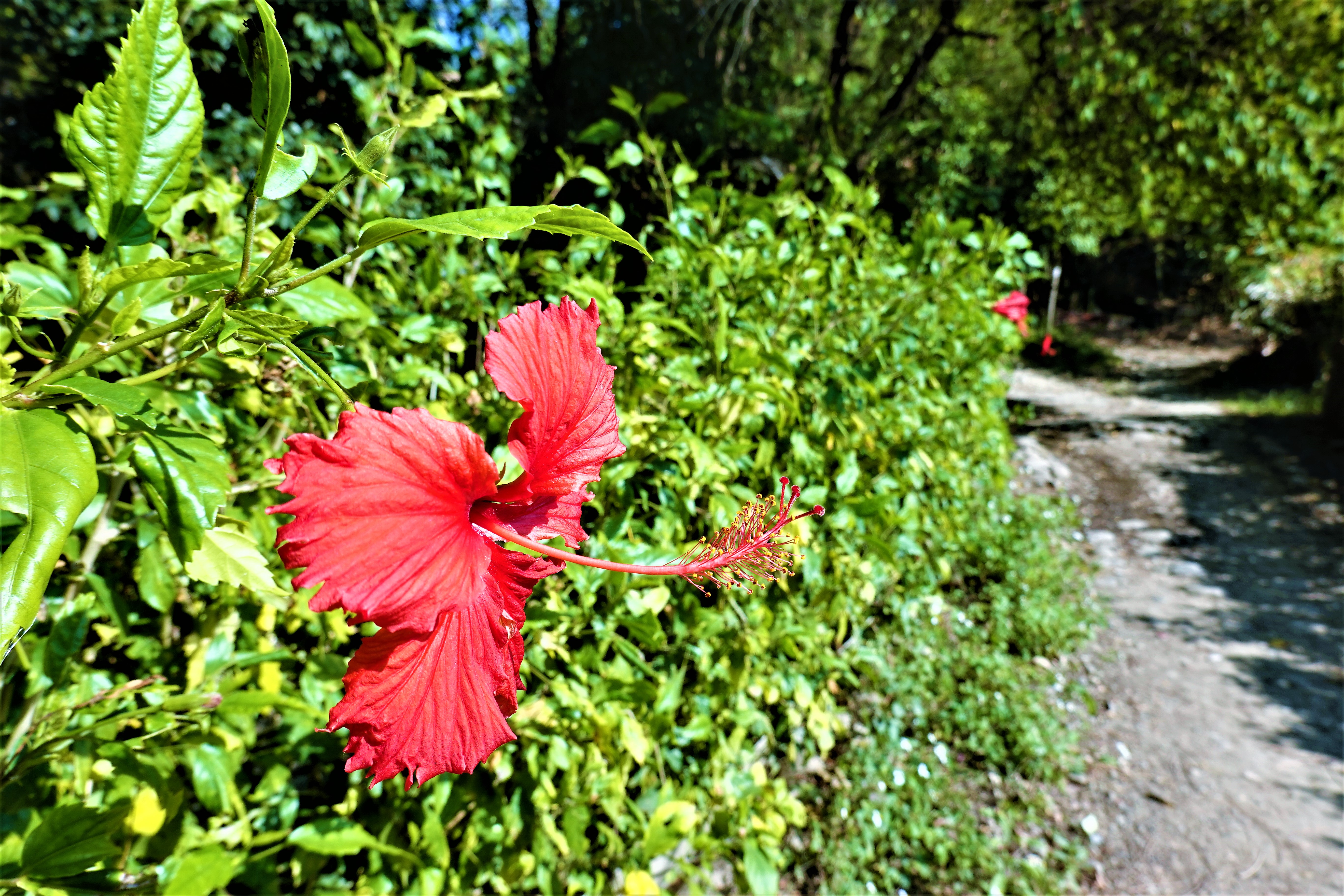 20210120@三汀山(小百岳#43)：朱槿
