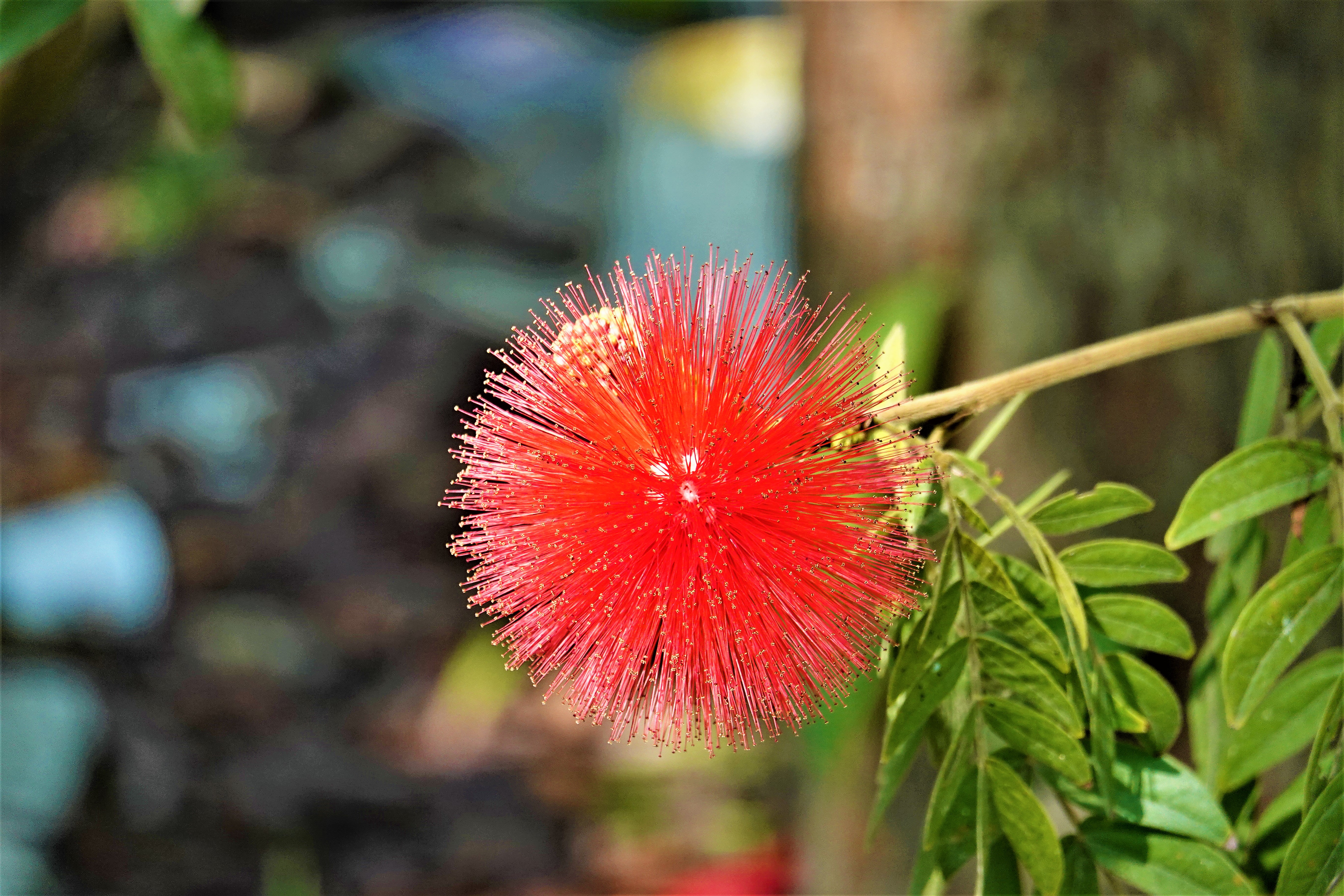 20210120@三汀山(小百岳#43)：紅合歡