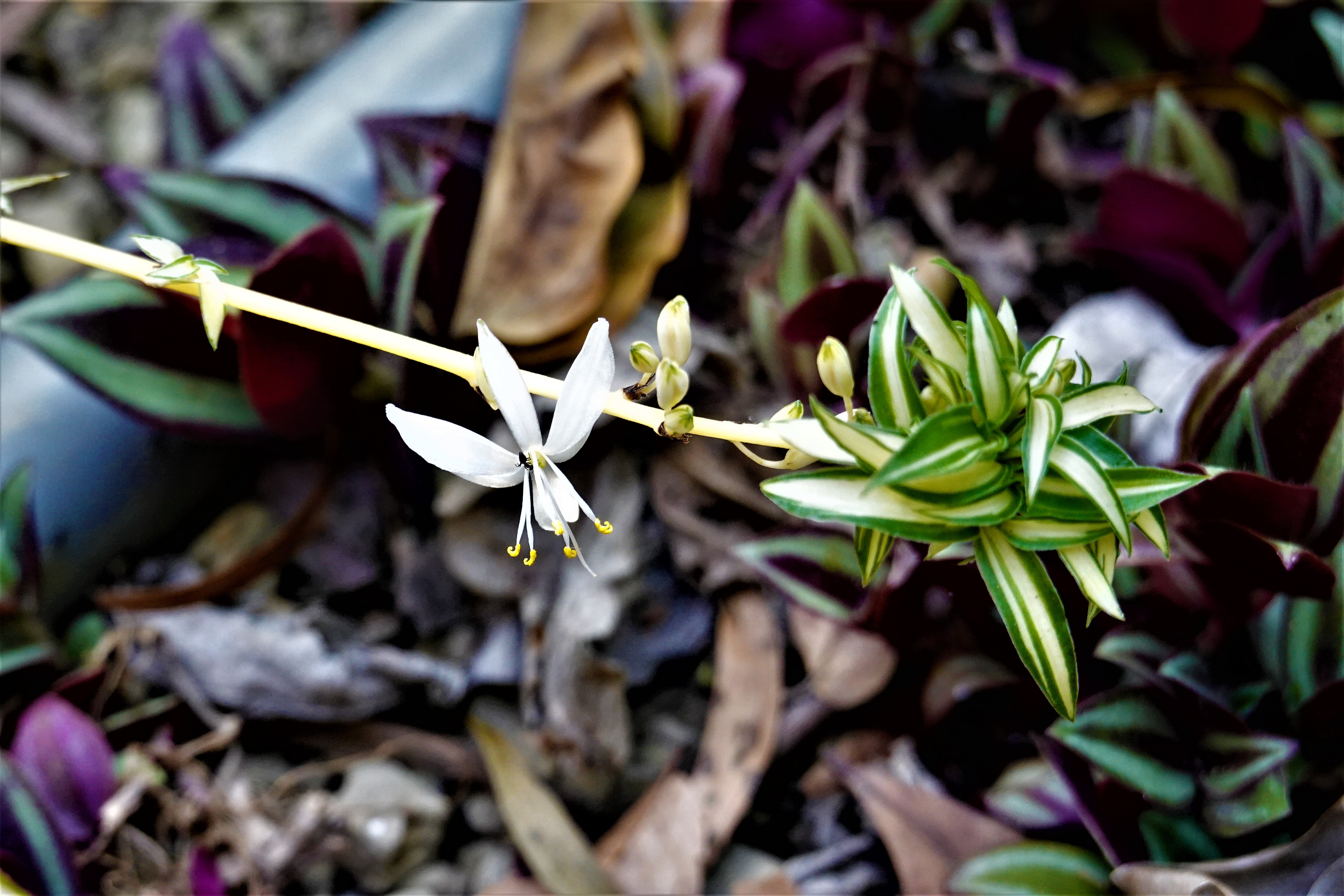 20210128@聚興山(小百岳#40)：吊蘭