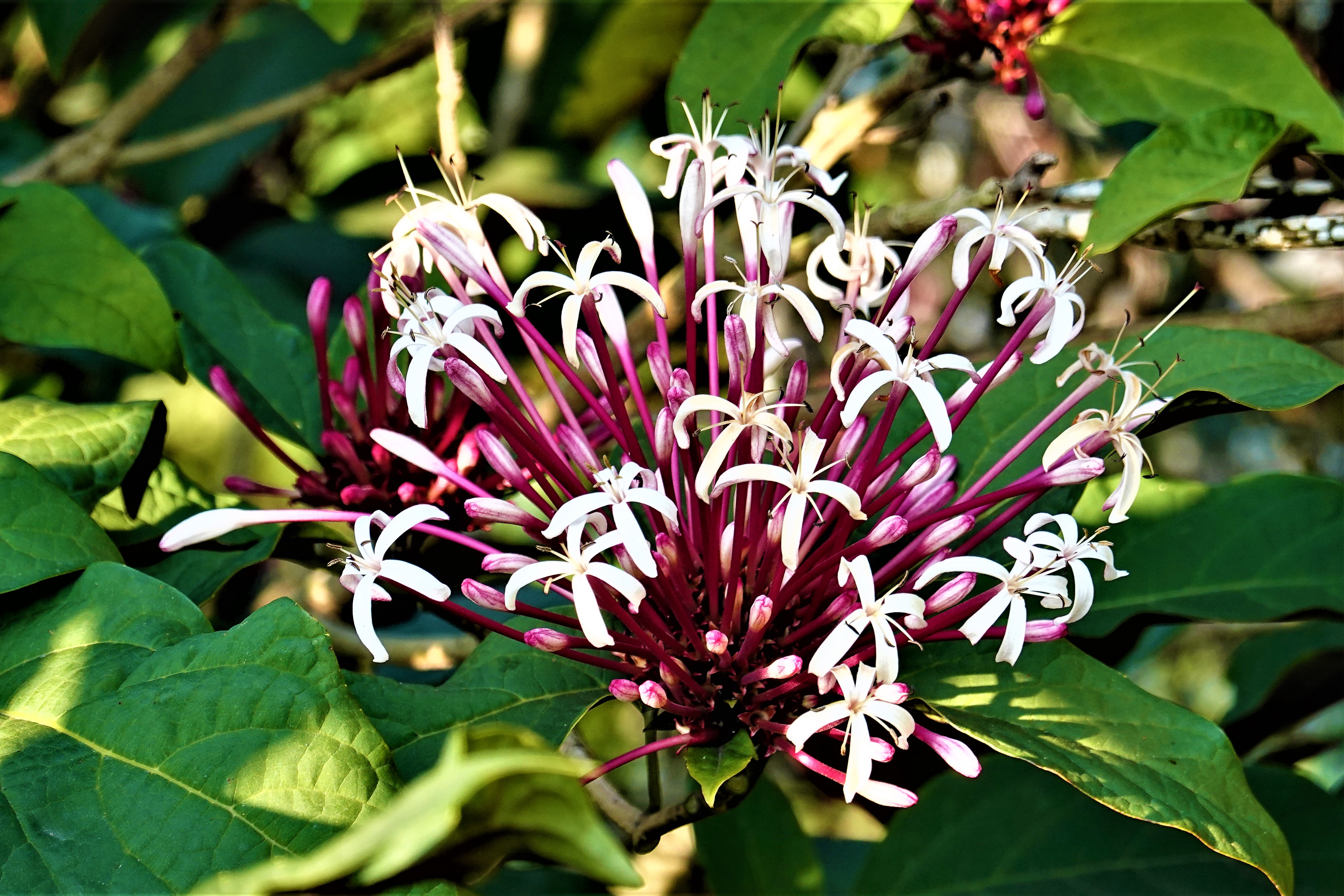 20210203@南觀山(小百岳#42)：煙火樹