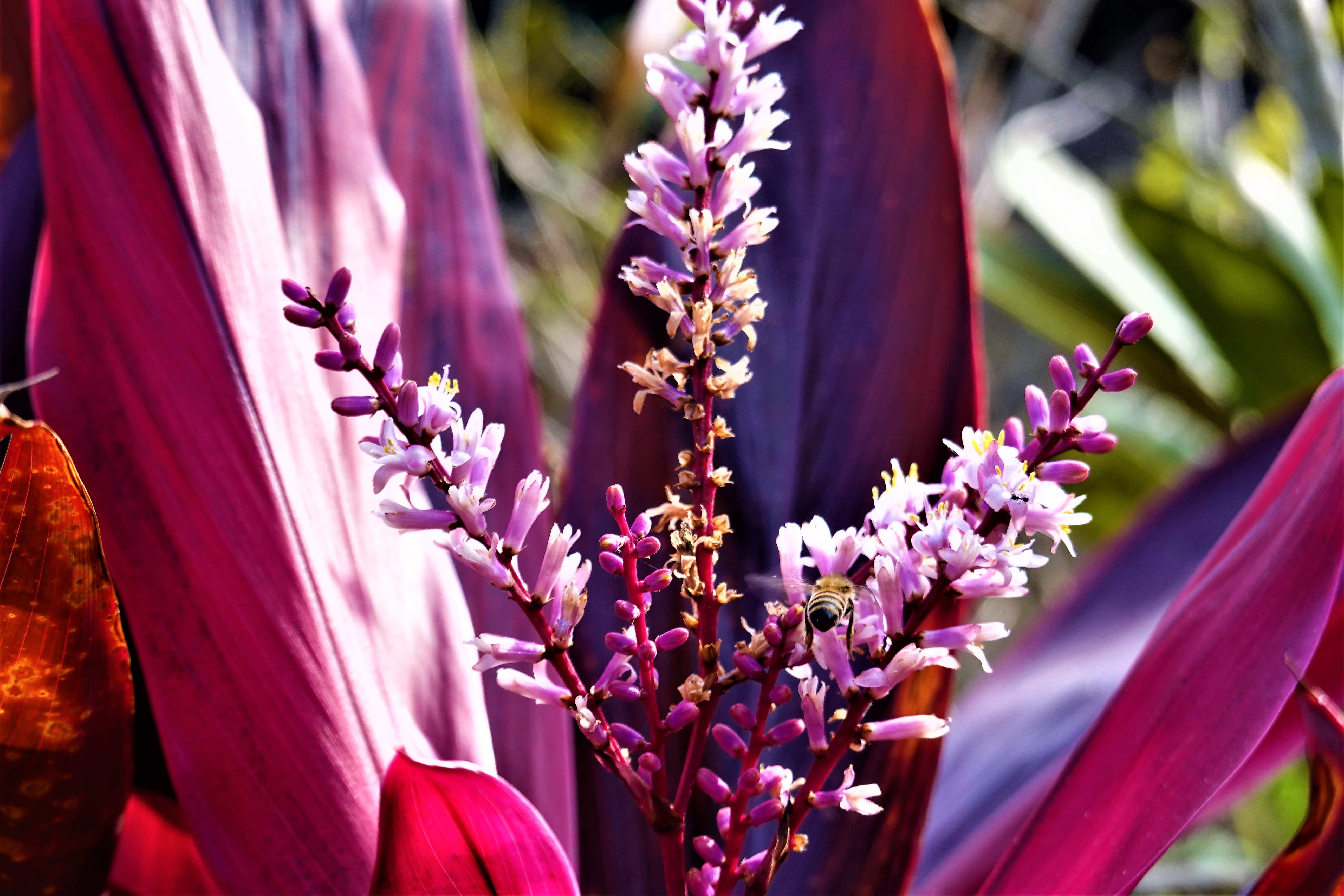 20210209@阿罩霧山(小百岳#46)：朱蕉