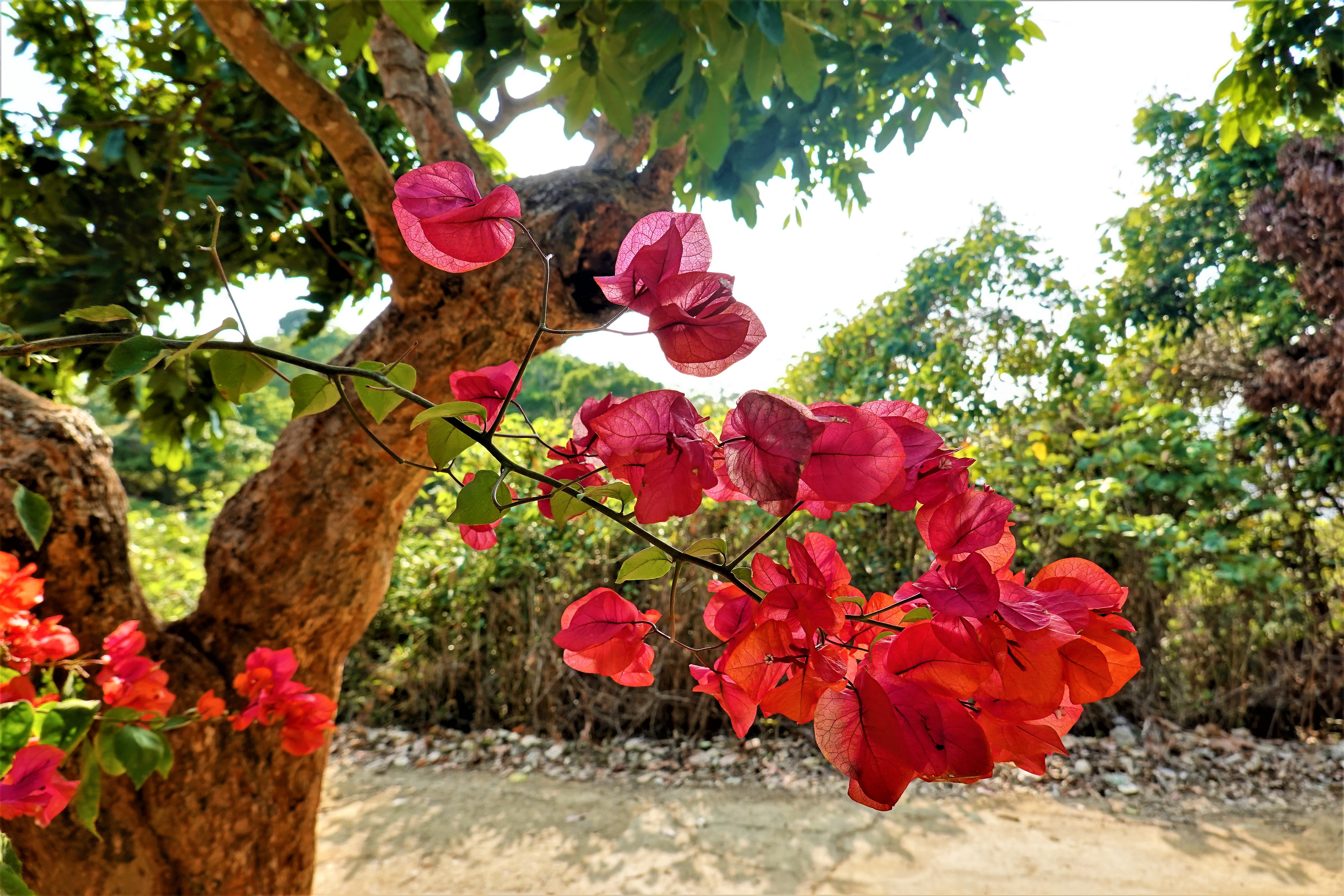 20210209@阿罩霧山(小百岳#46)：九重葛