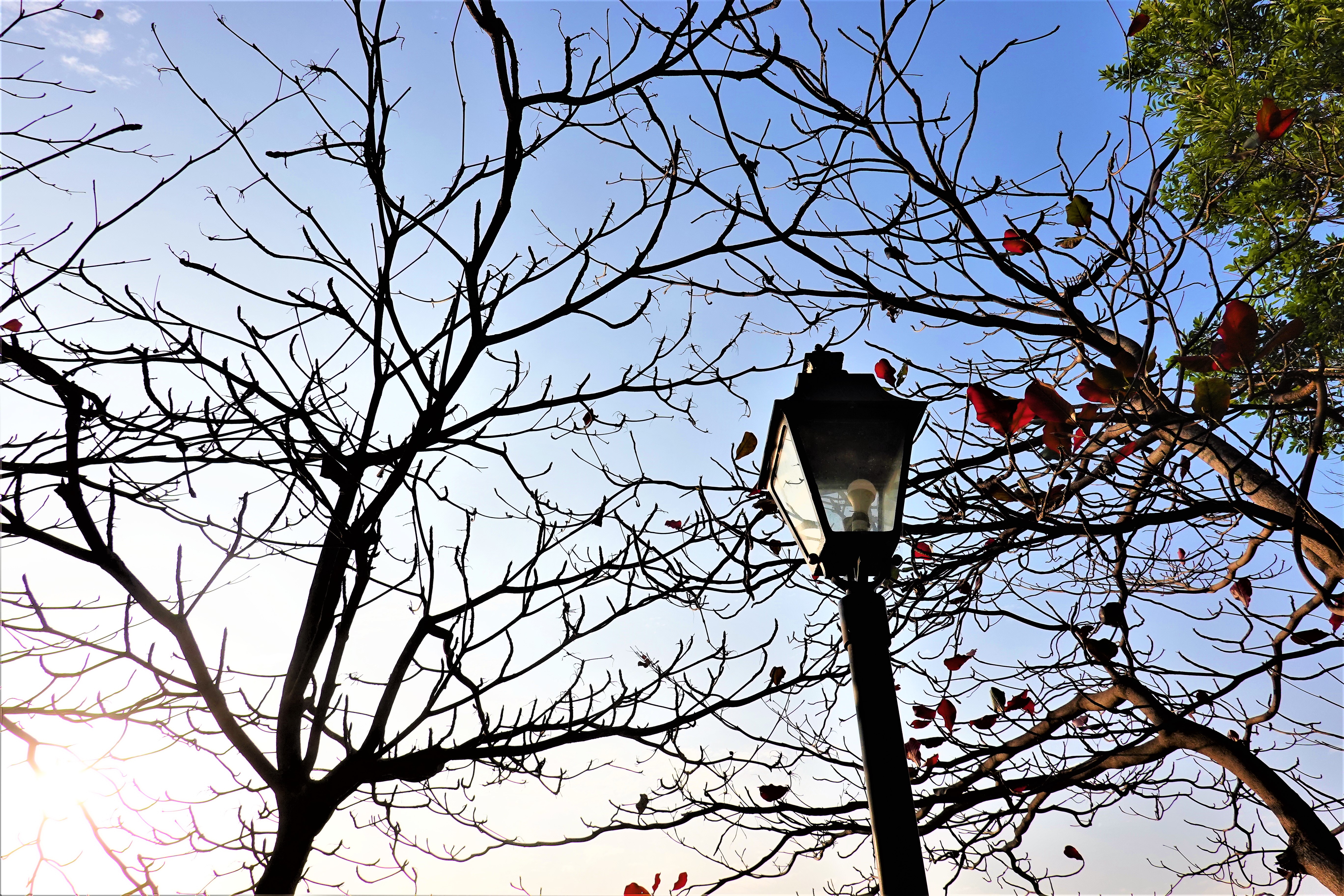 20210209@阿罩霧山(小百岳#46)