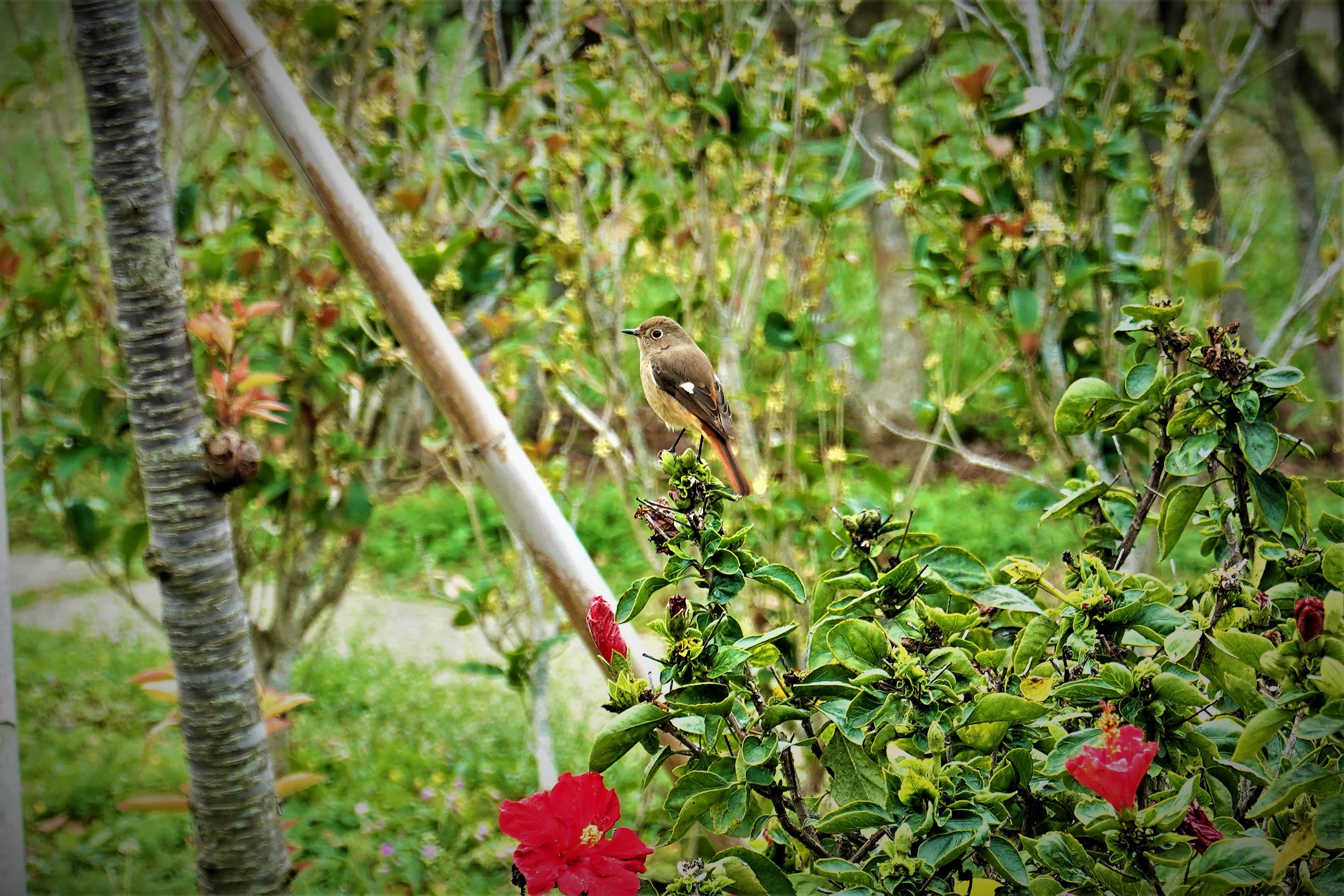 20210224@鐵砧山(小百岳#38)：黃尾鴝
