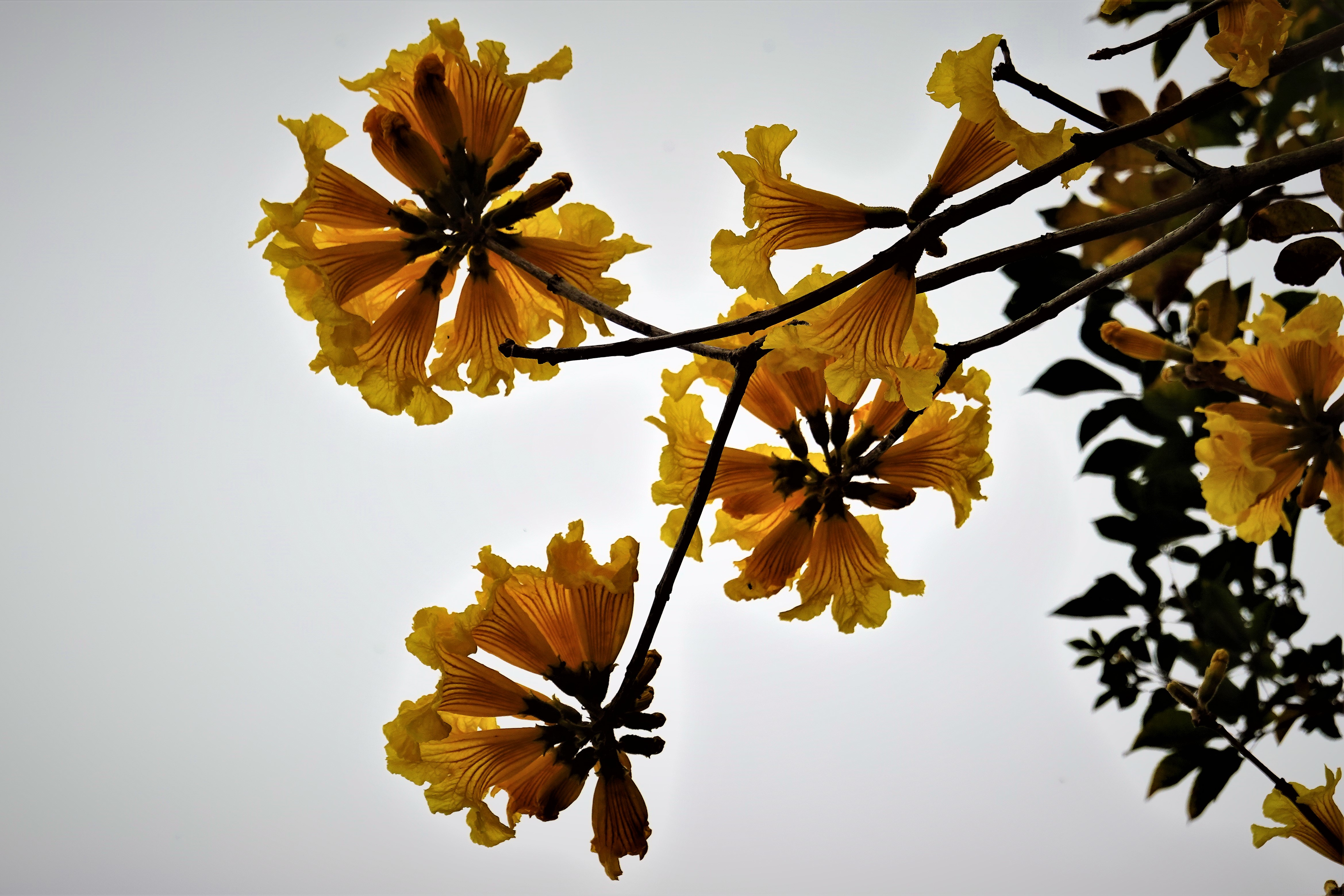 20210303@松柏坑山(小百岳#51)：黃金風鈴木