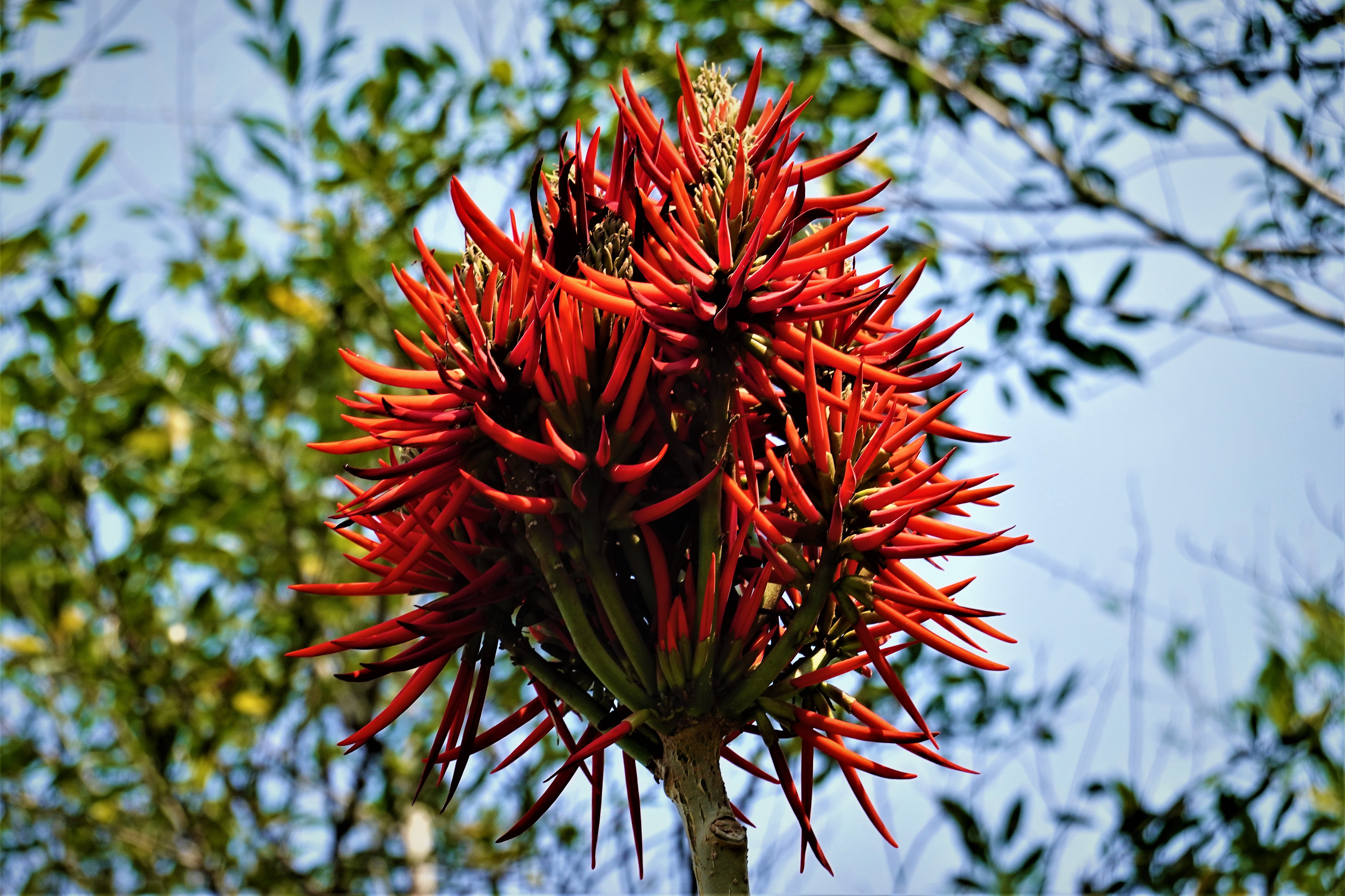 20210310@暗影山(小百岳#44)：火炬刺桐
