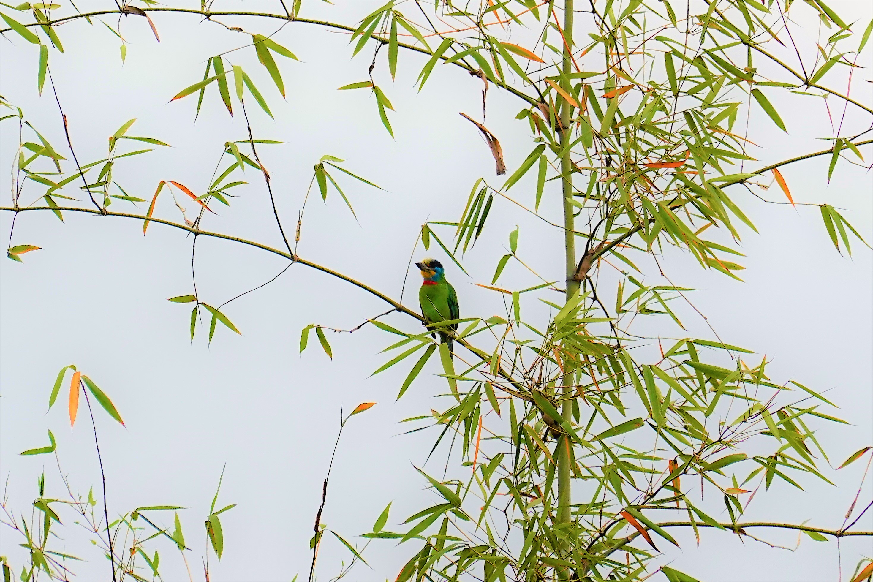 20210317@橫山(小百岳#48)：五色鳥