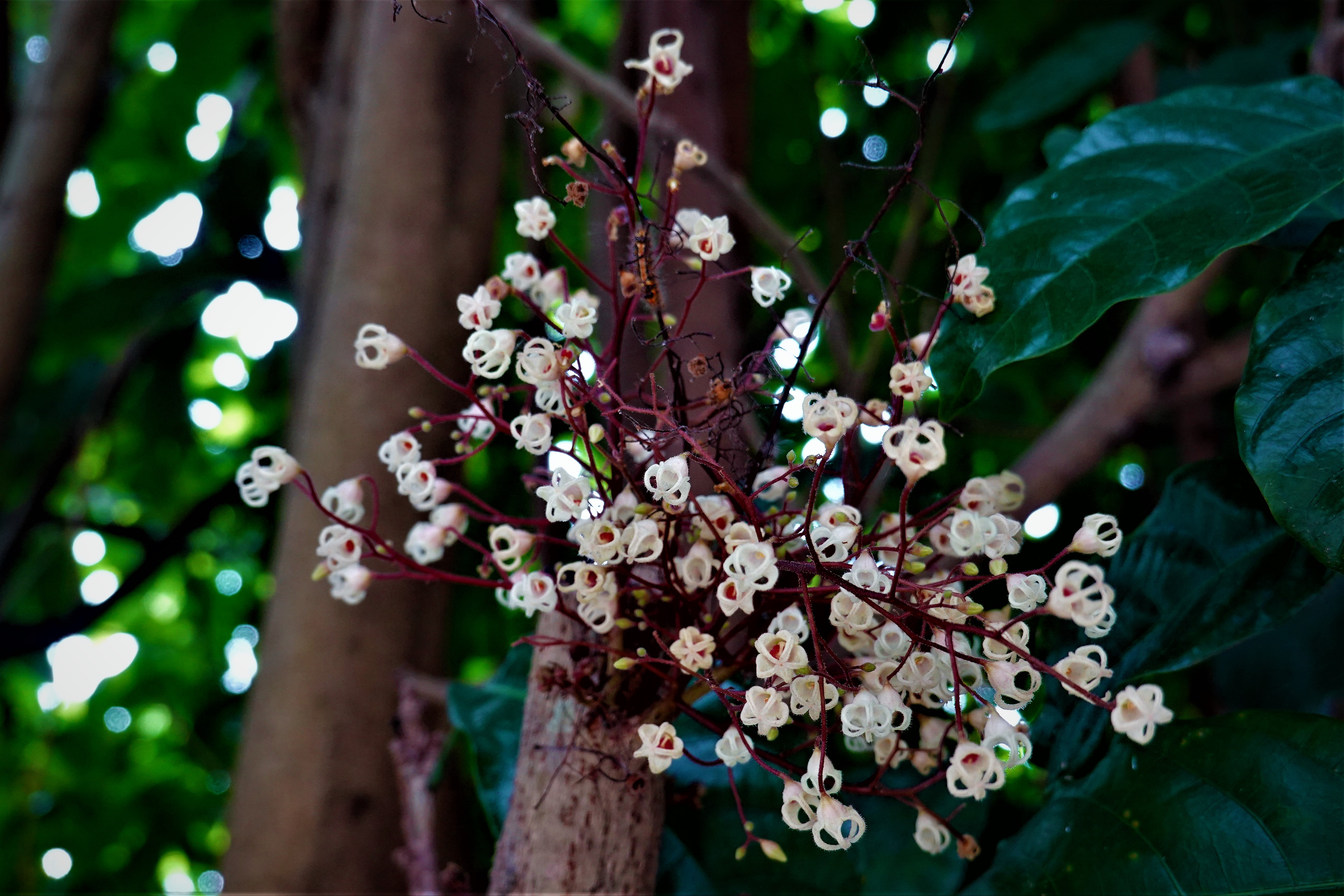 20210317@橫山(小百岳#48)：蘋婆