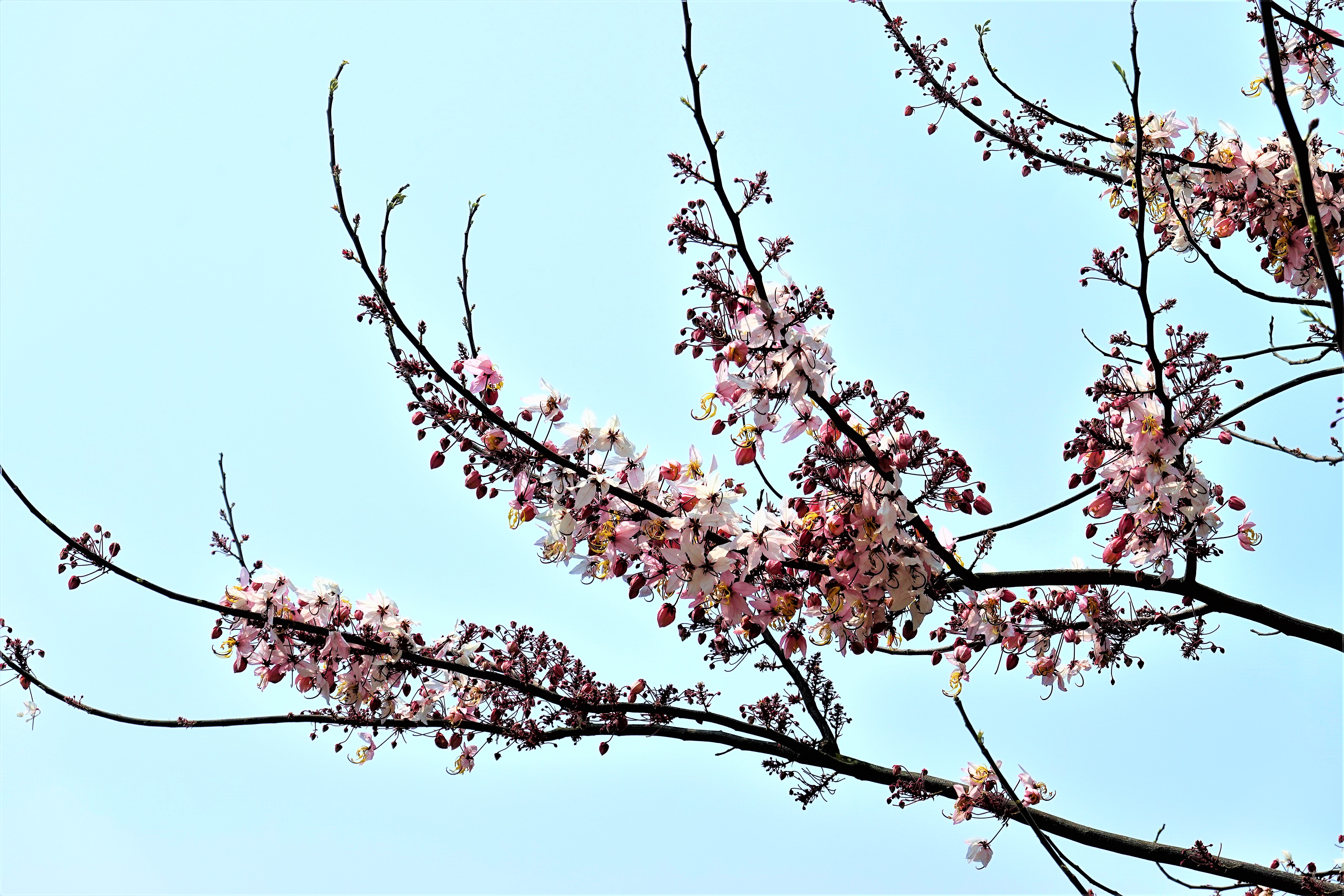 20210331@九份二山(小百岳#47)：花旗木