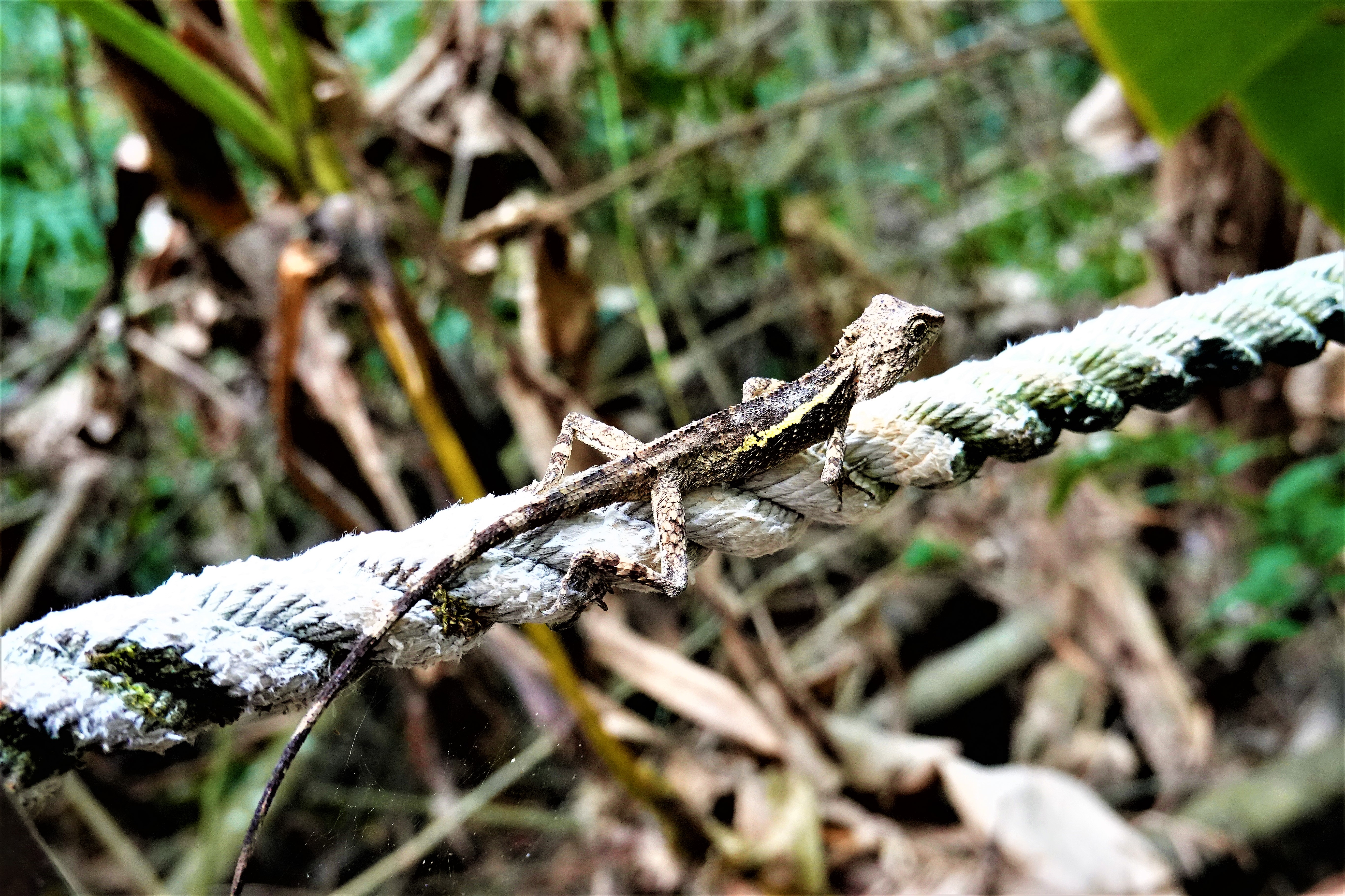20210414@後尖山(小百岳#52)