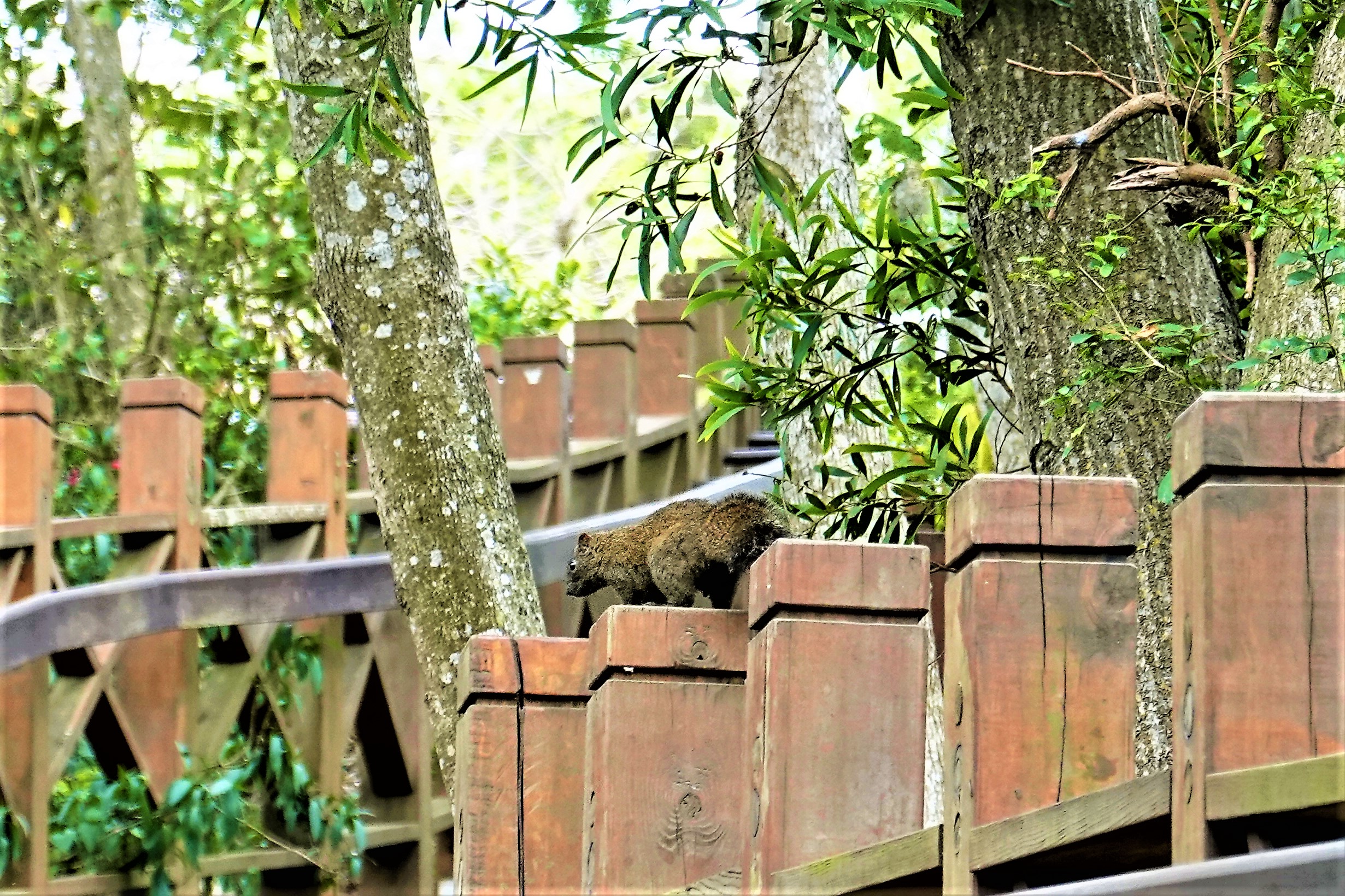 20210419@十八尖山(小百岳#026)