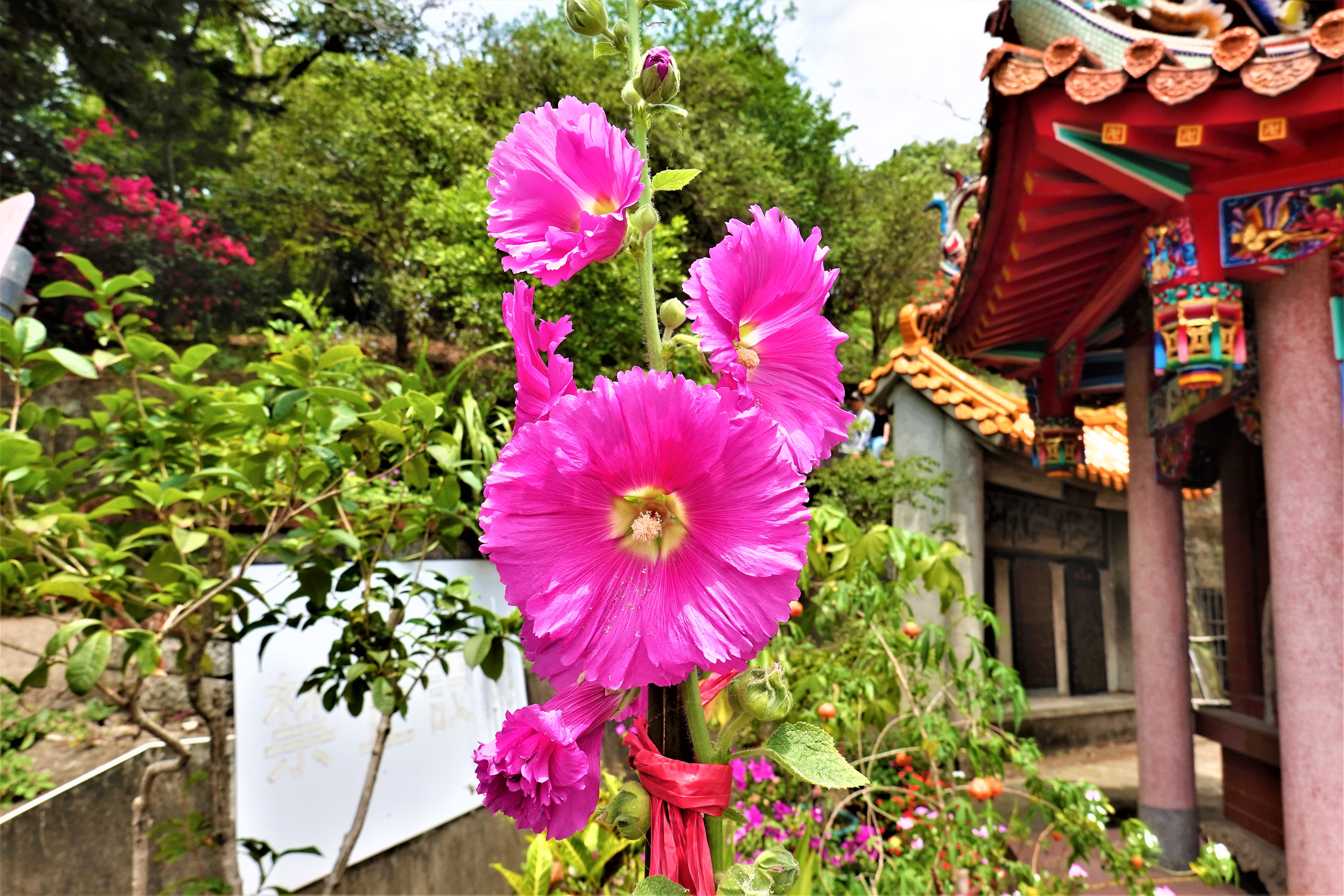 20210419@飛鳳山(小百岳#27)：蜀葵