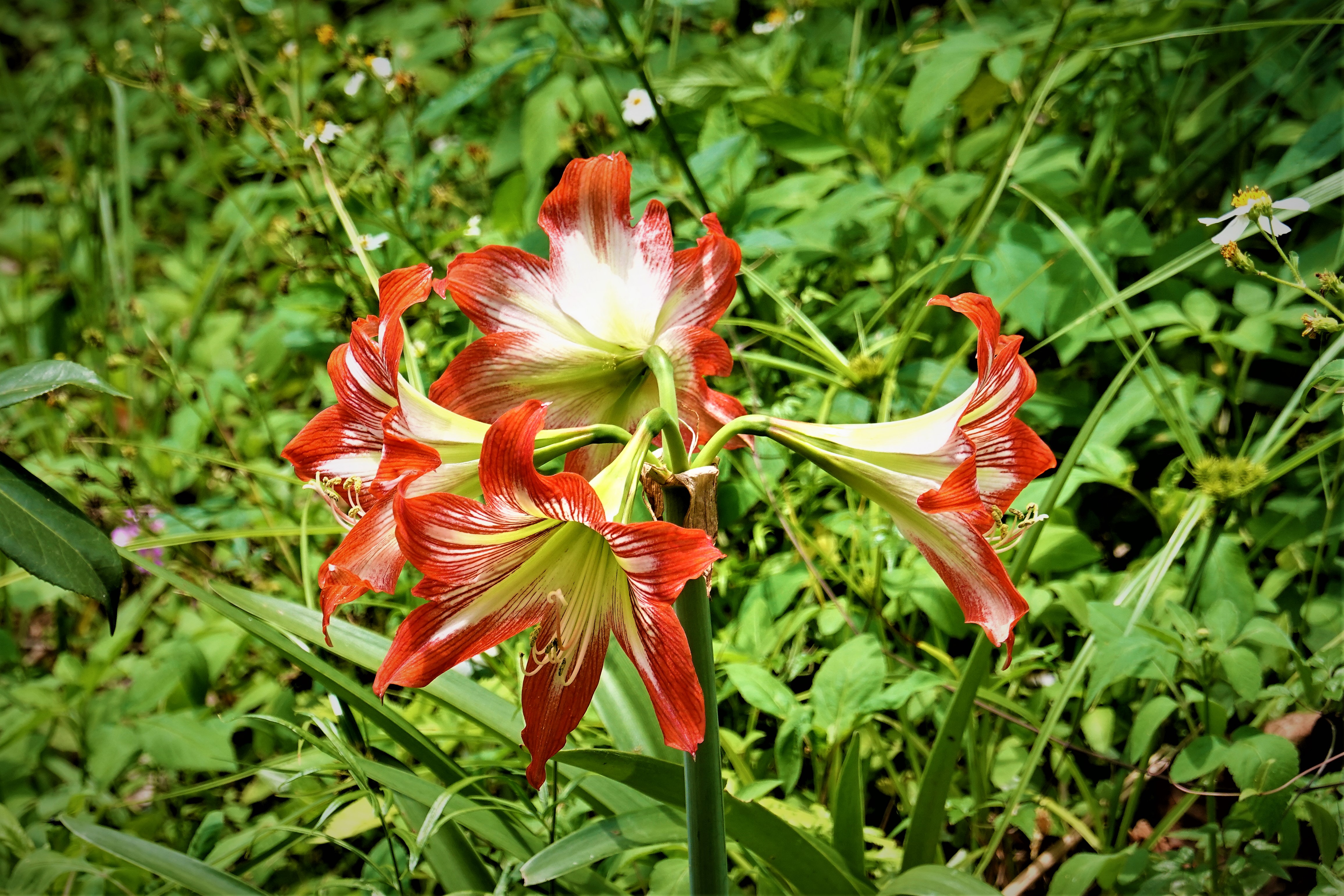 20210419@飛鳳山(小百岳#27)：孤挺花