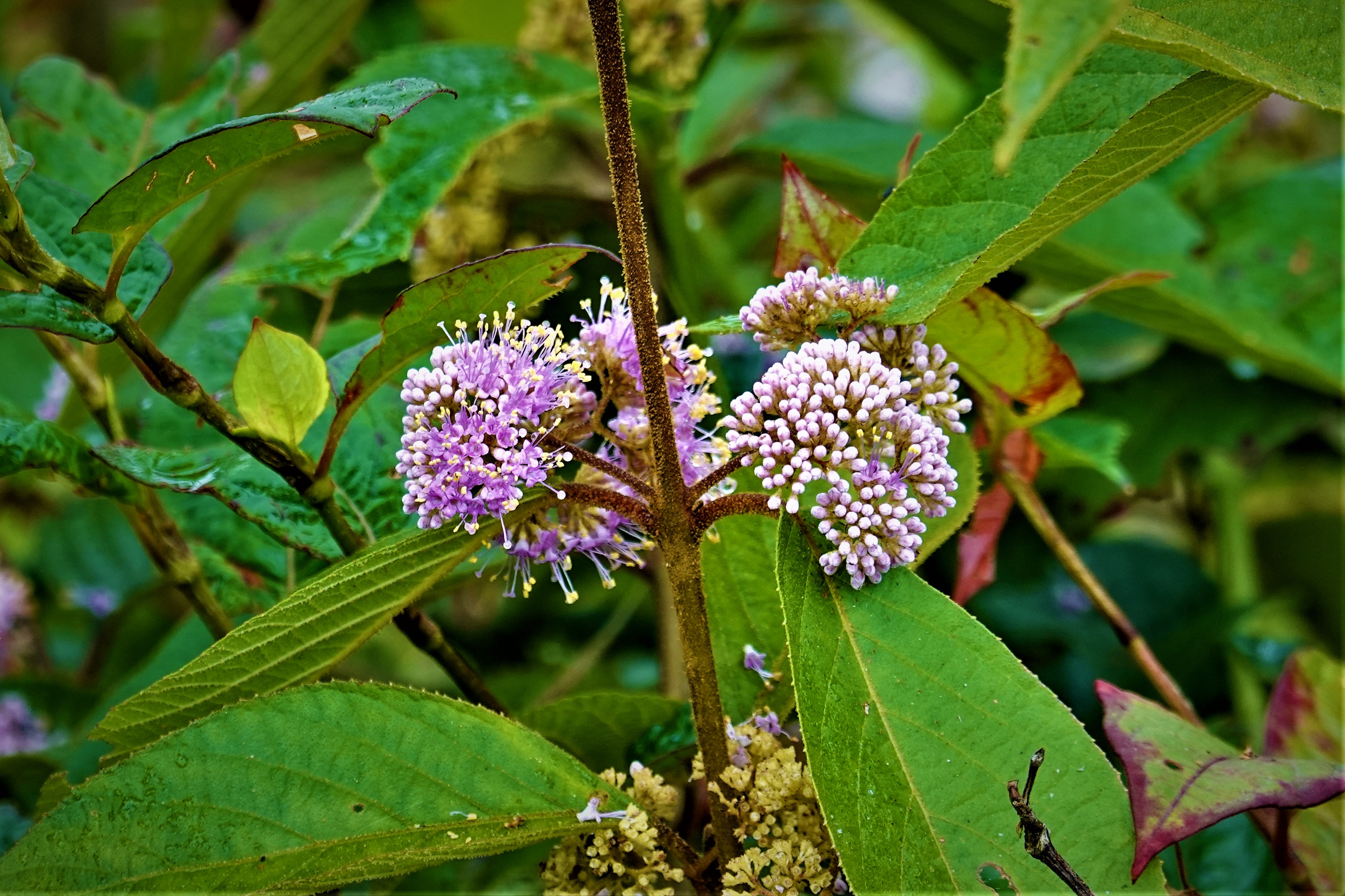 20210428@關刀山(小百岳#36)：杜虹花