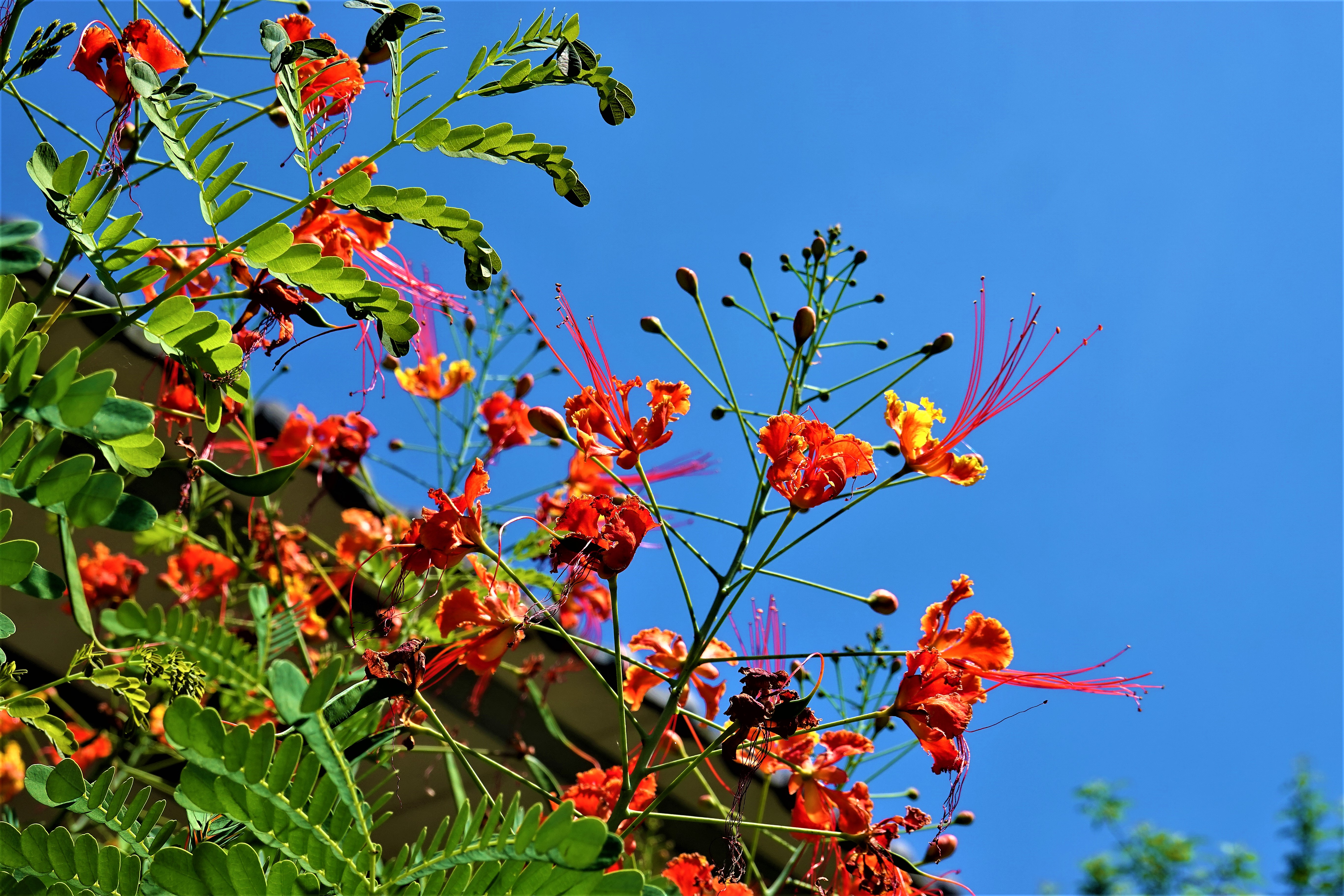 20210517@集集大山(小百岳#50)：蛺蝶花