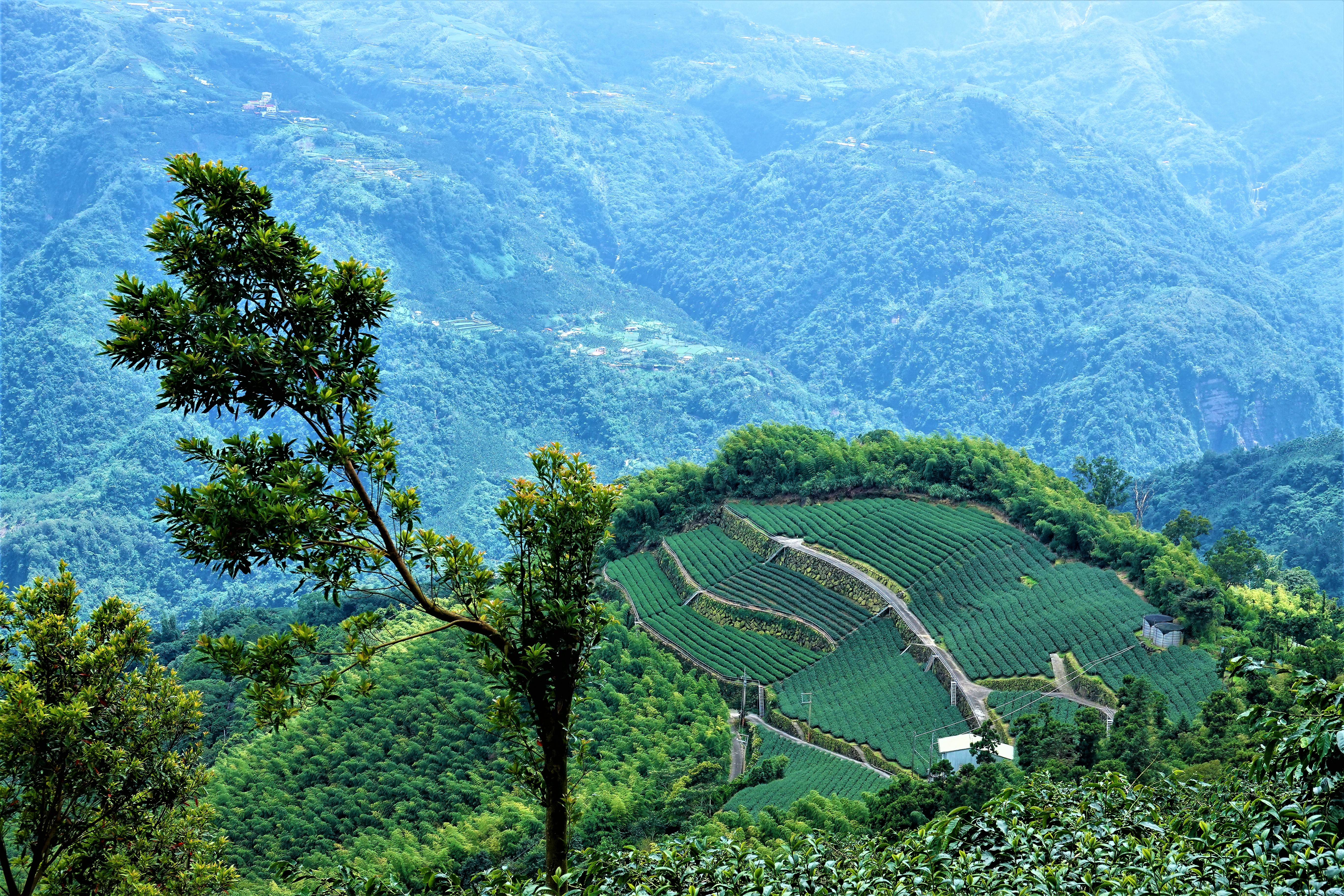 20210824@雲嘉大尖山(小百岳#56)