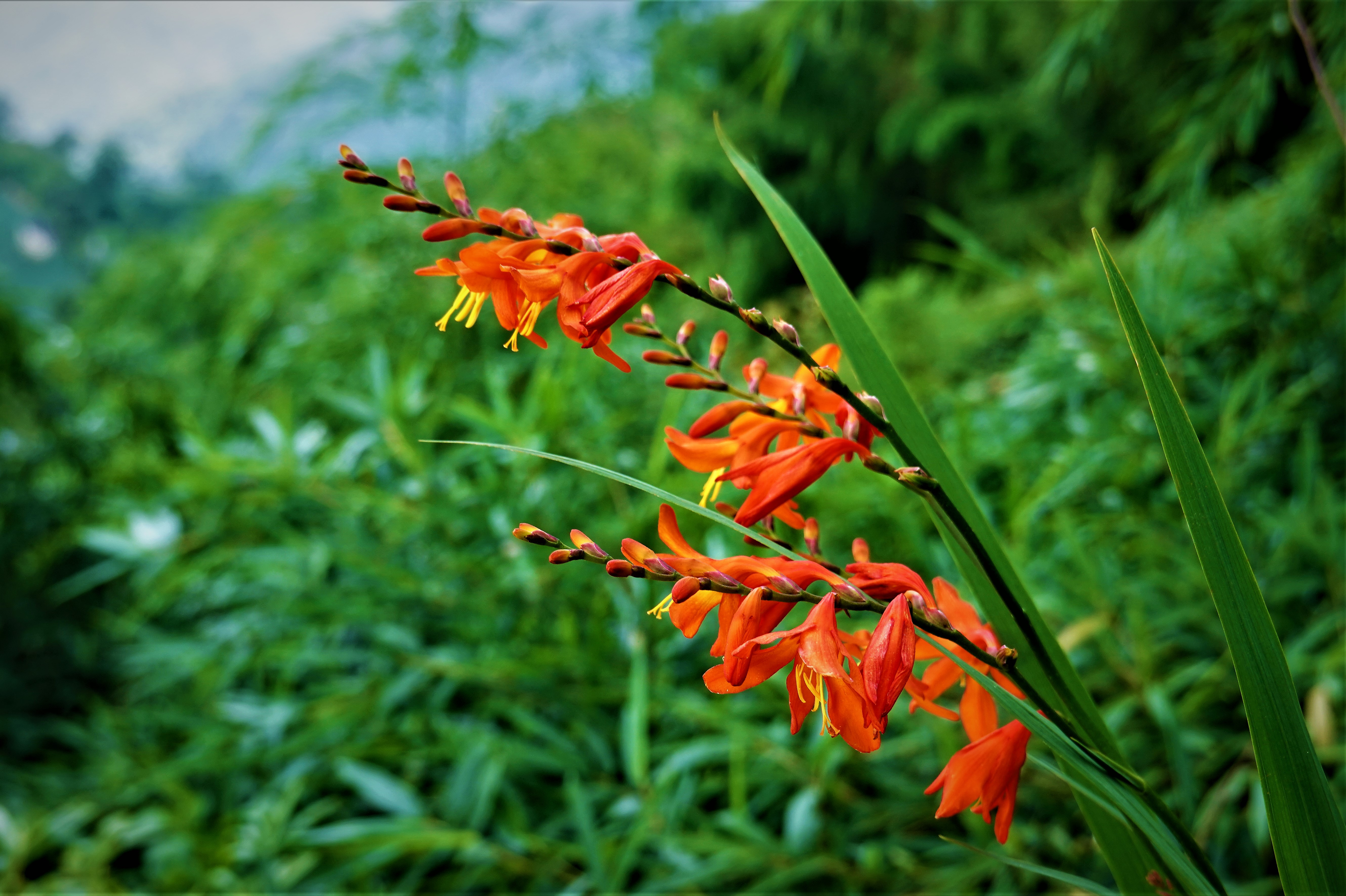 20210824@雲嘉大尖山(小百岳#56)：射干菖蒲