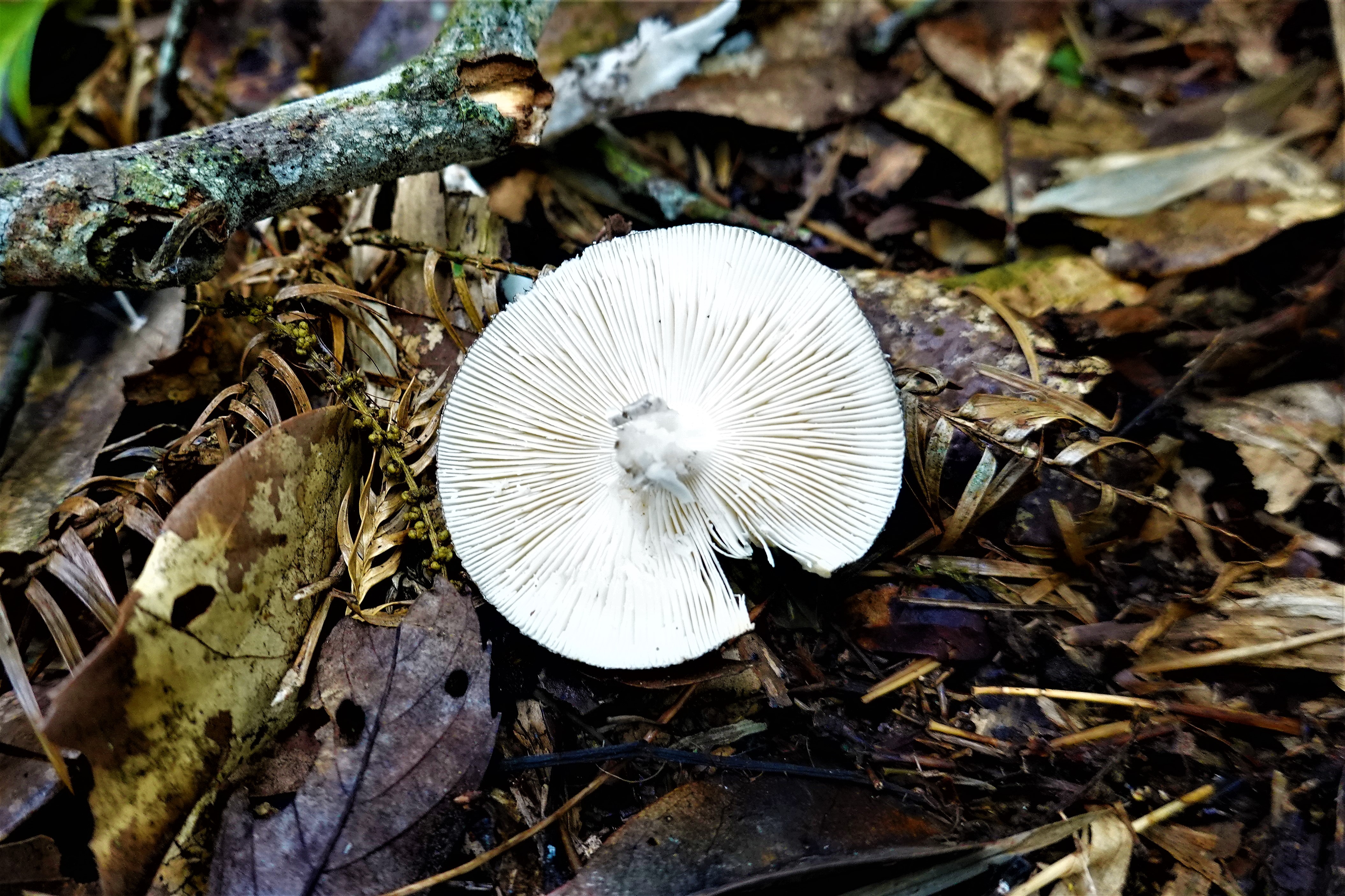 20210830@鳳凰山(小百岳#53)