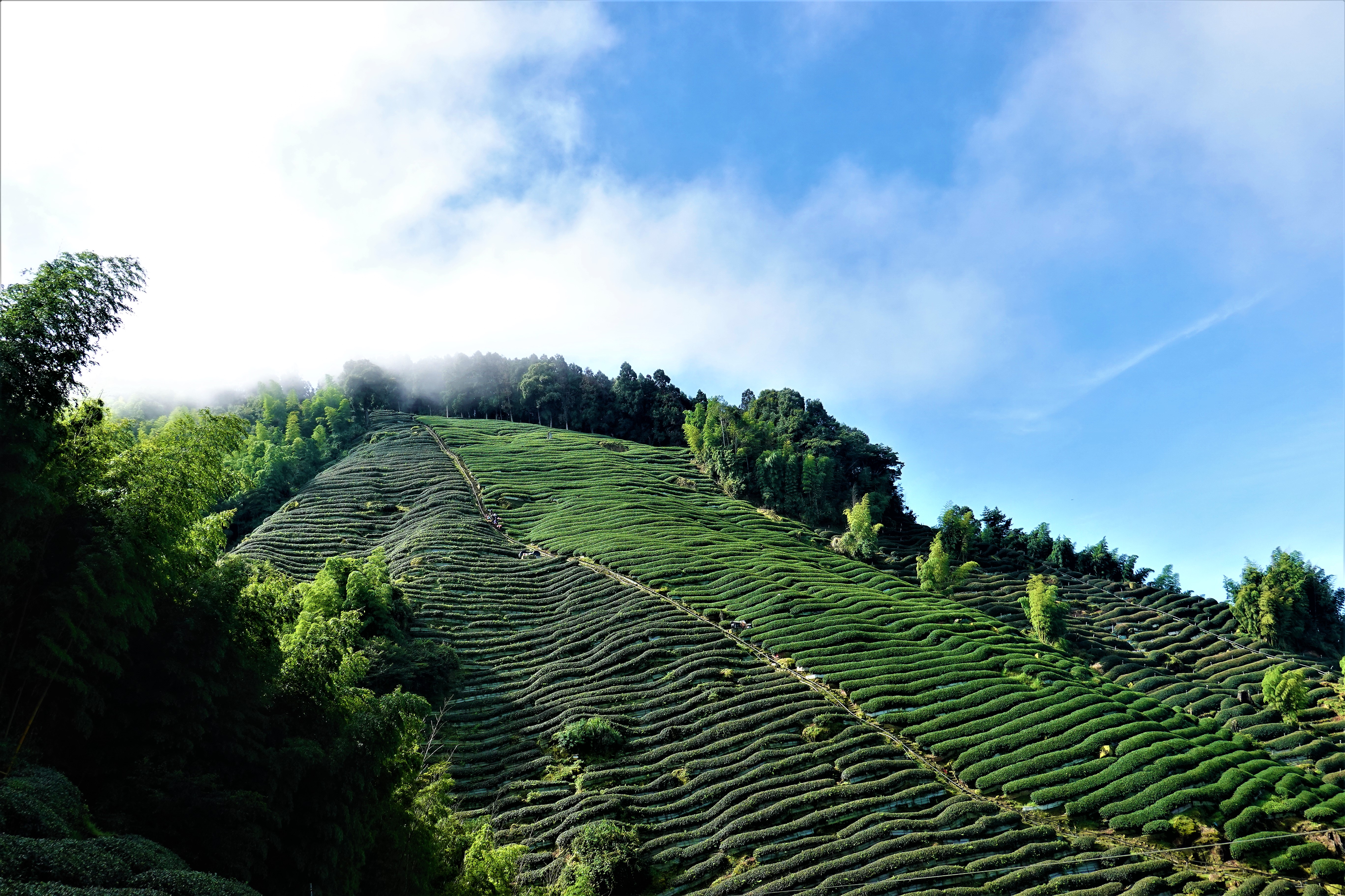 20210906@金柑樹山(小百岳#54)