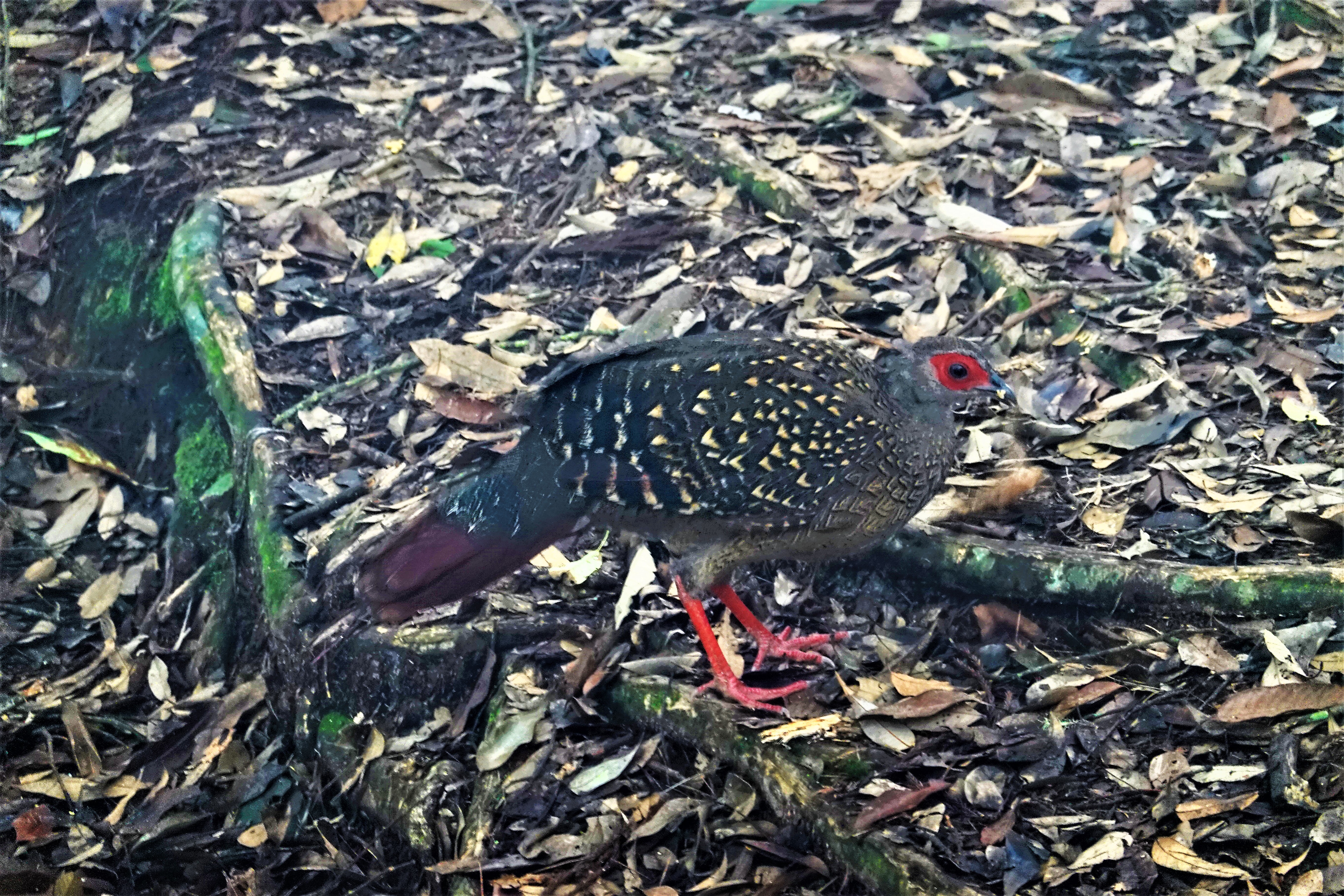 20210906@金柑樹山(小百岳#54)：藍腹鷴