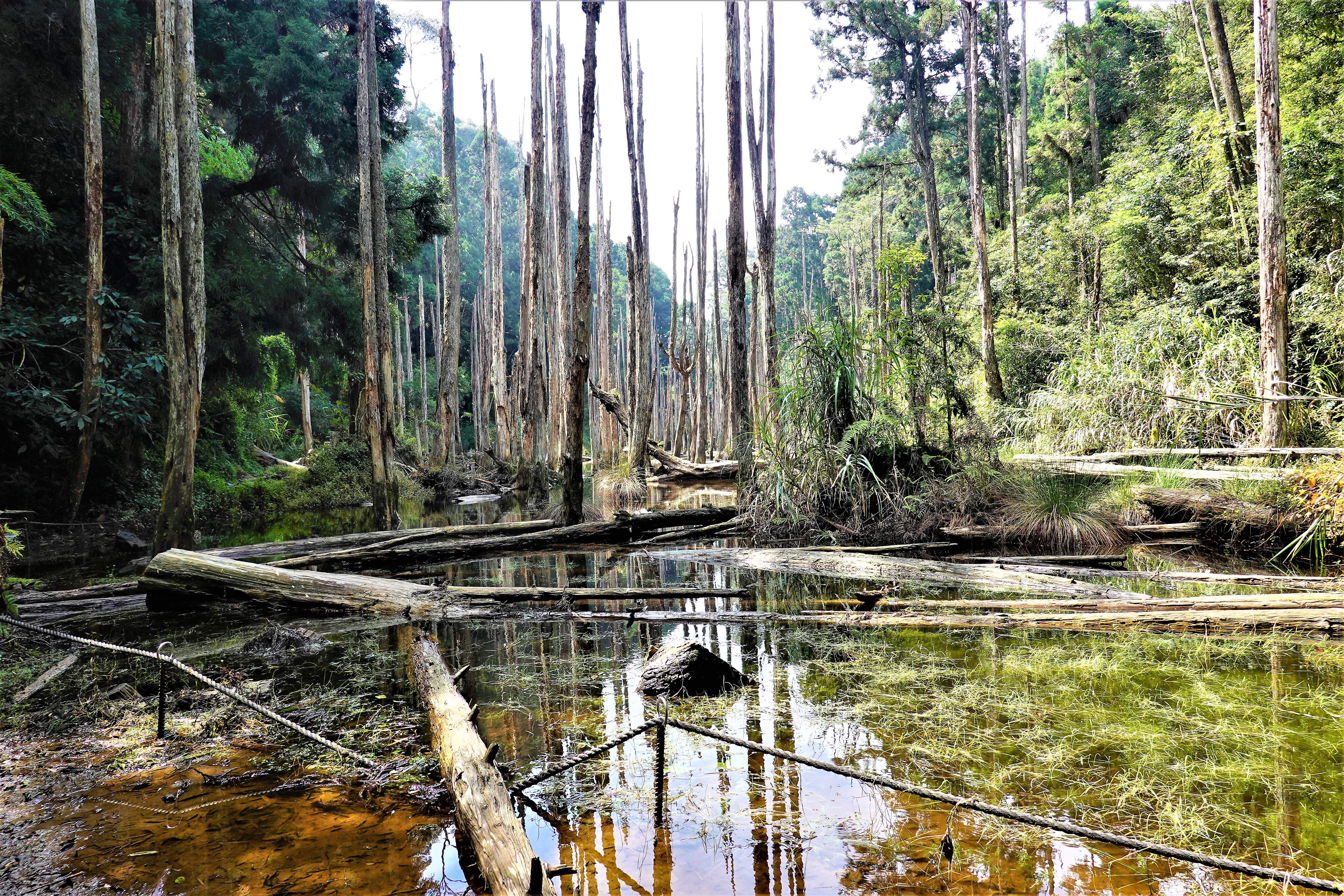 20210906@金柑樹山(小百岳#54)