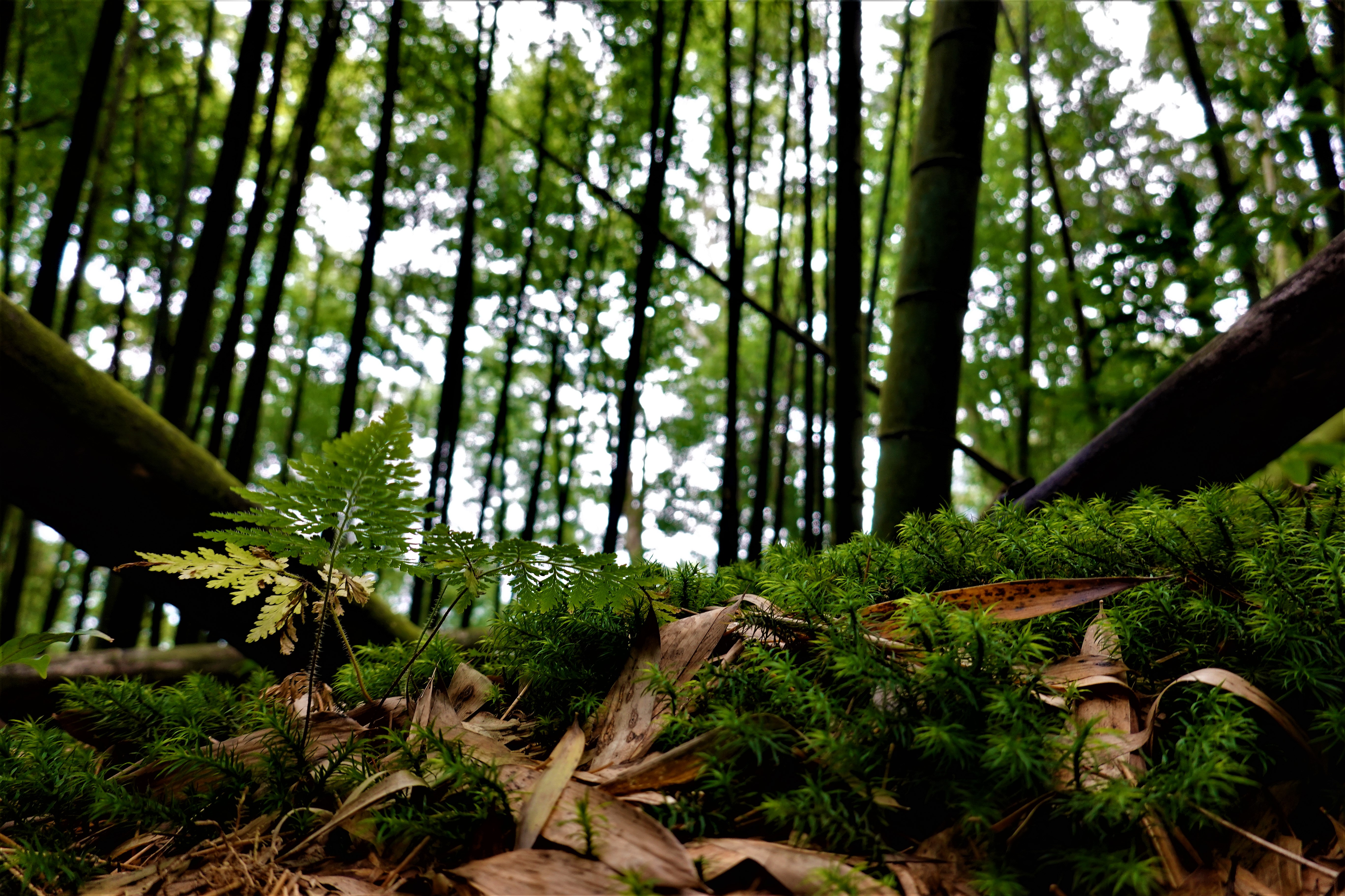 20210917@石壁山(小百岳#55)