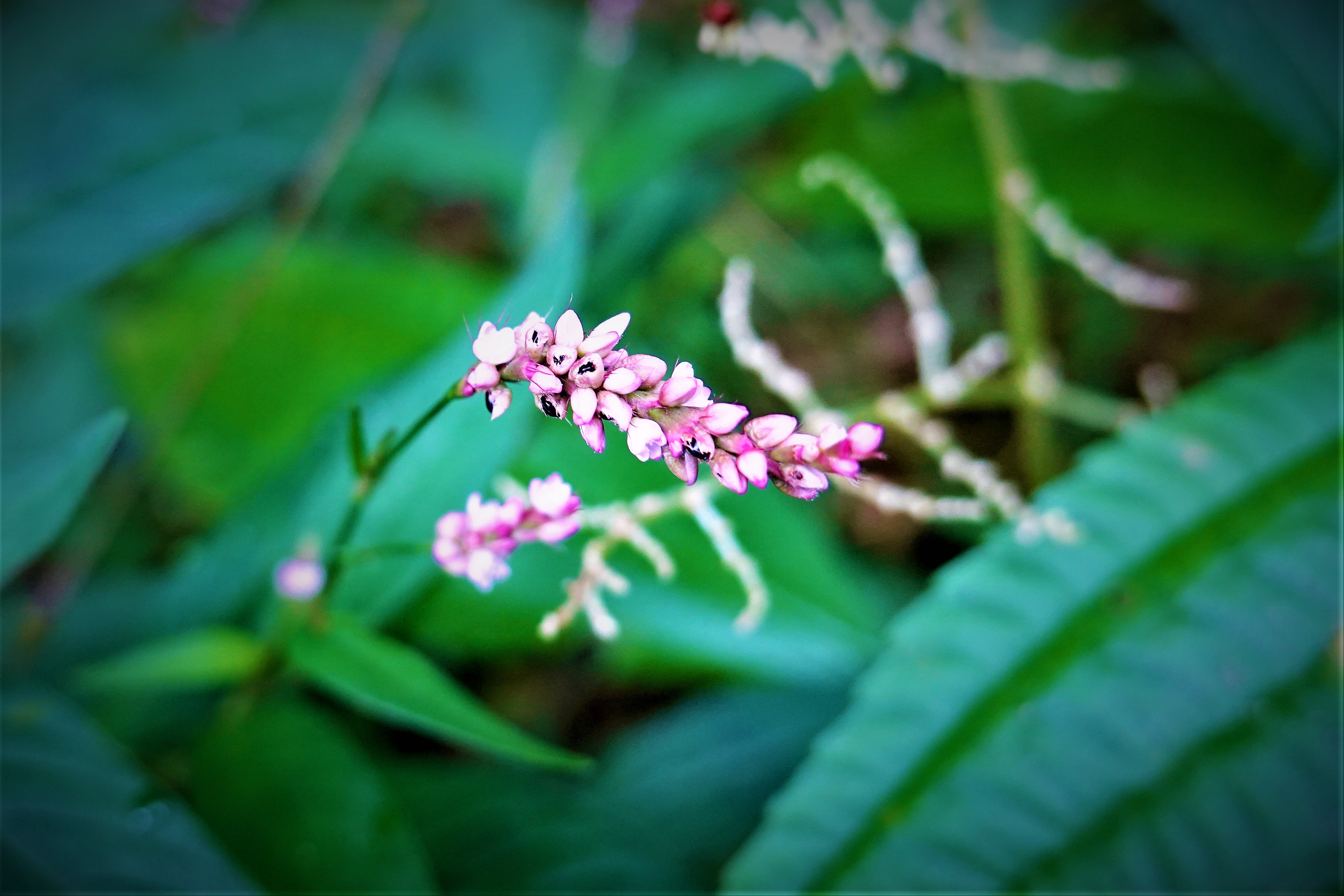 20210917@石壁山(小百岳#55)：睫穗蓼