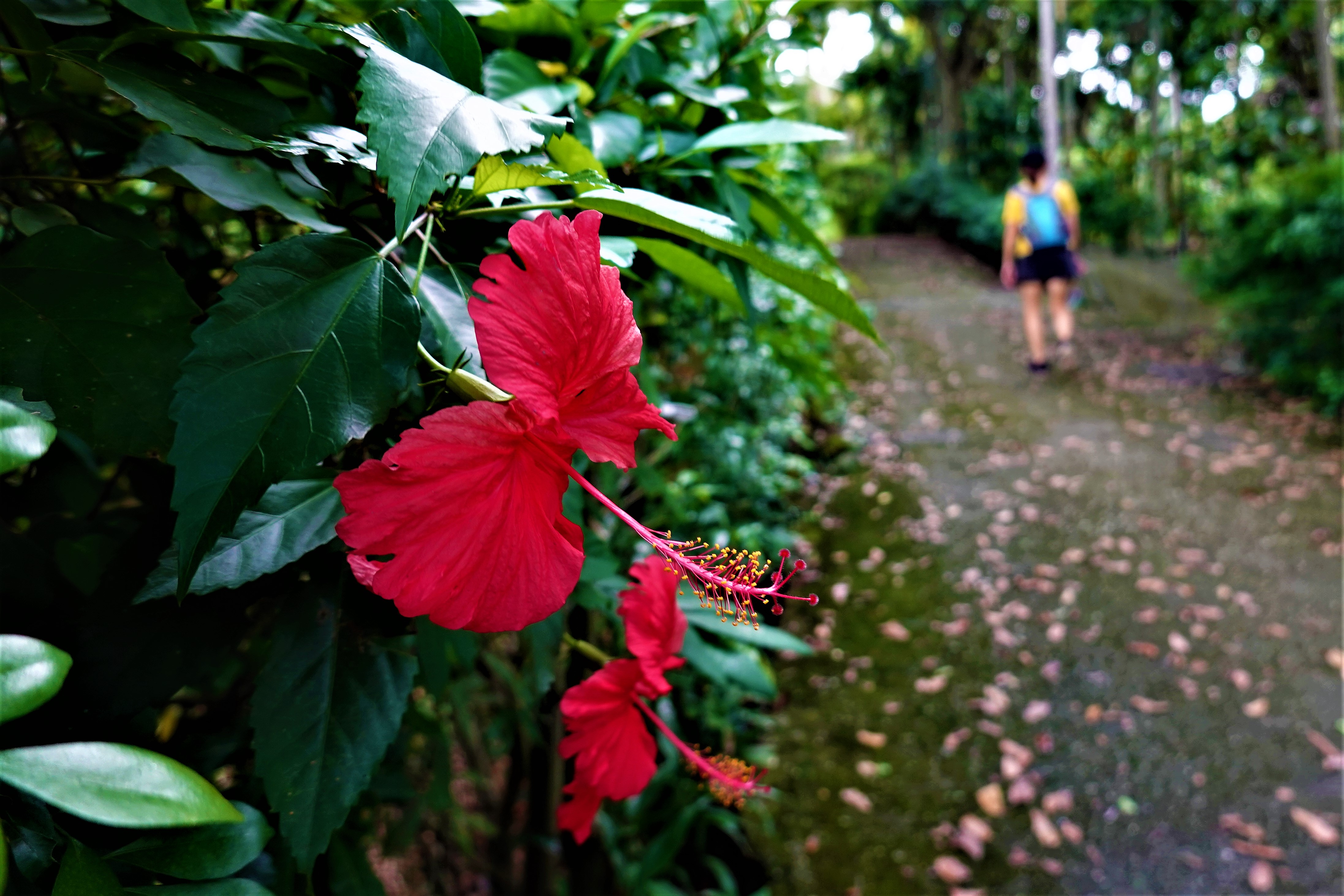 20210921@紅毛埤山(小百岳#62)：朱槿