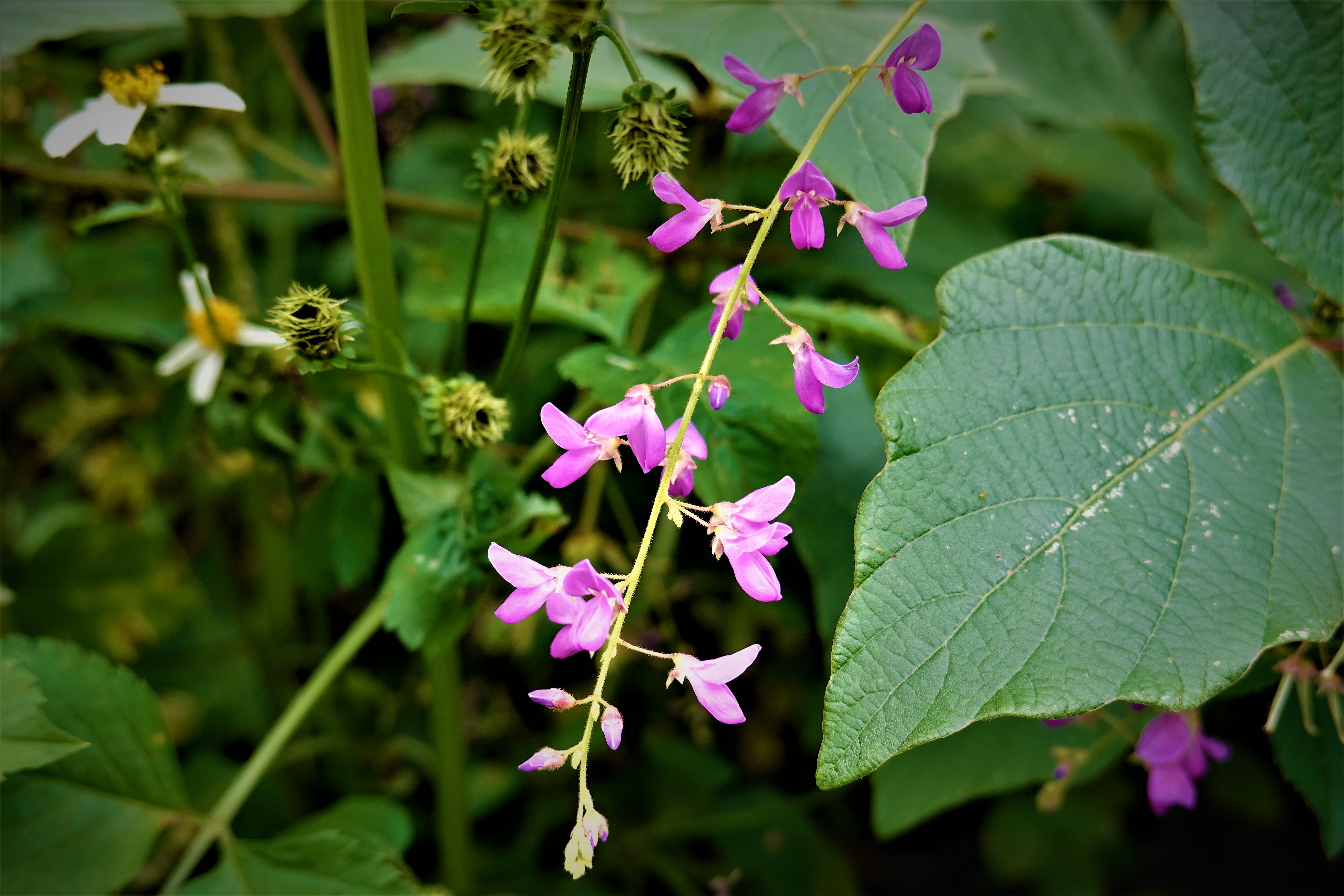 20210922@大湖尖山(小百岳#61)：波葉山螞蝗