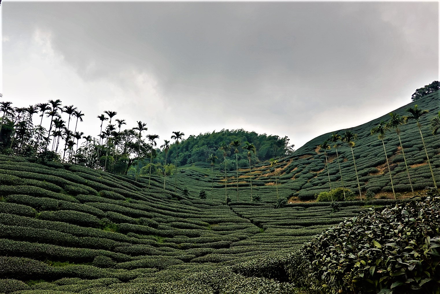 20210929@梨子腳山(小百岳#57)
