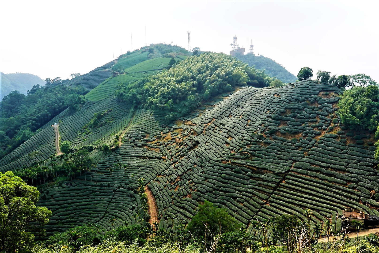 20210929@梨子腳山(小百岳#57)