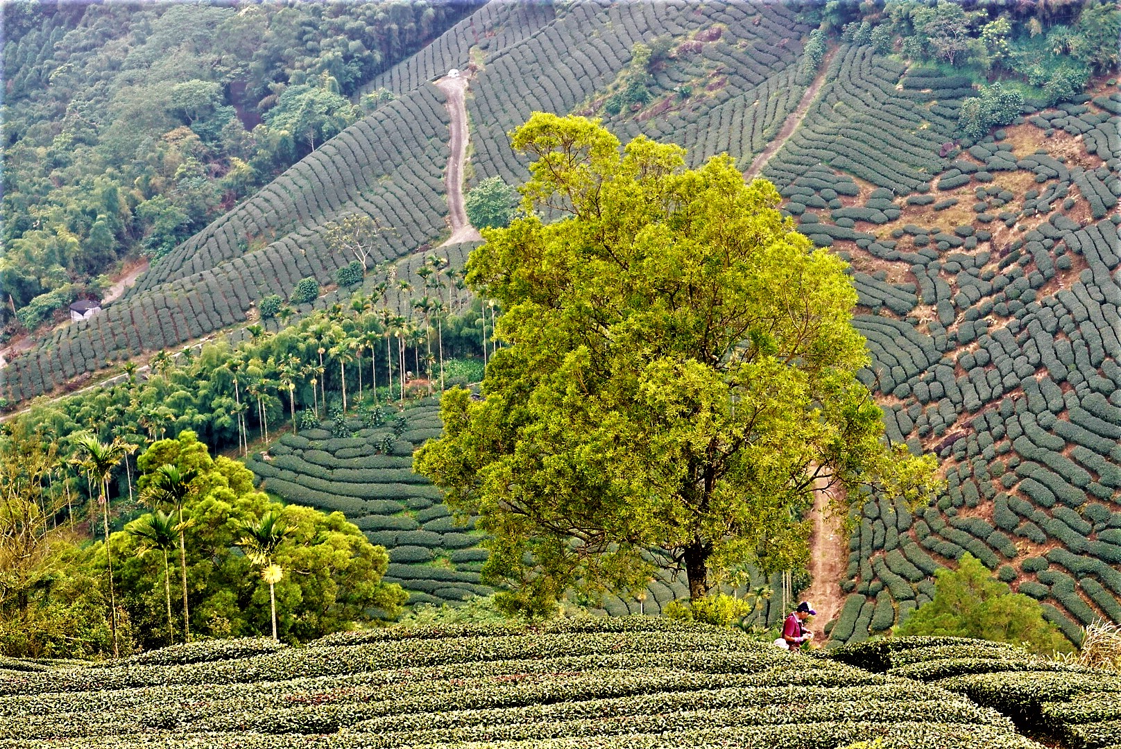 20210929@梨子腳山(小百岳#57)