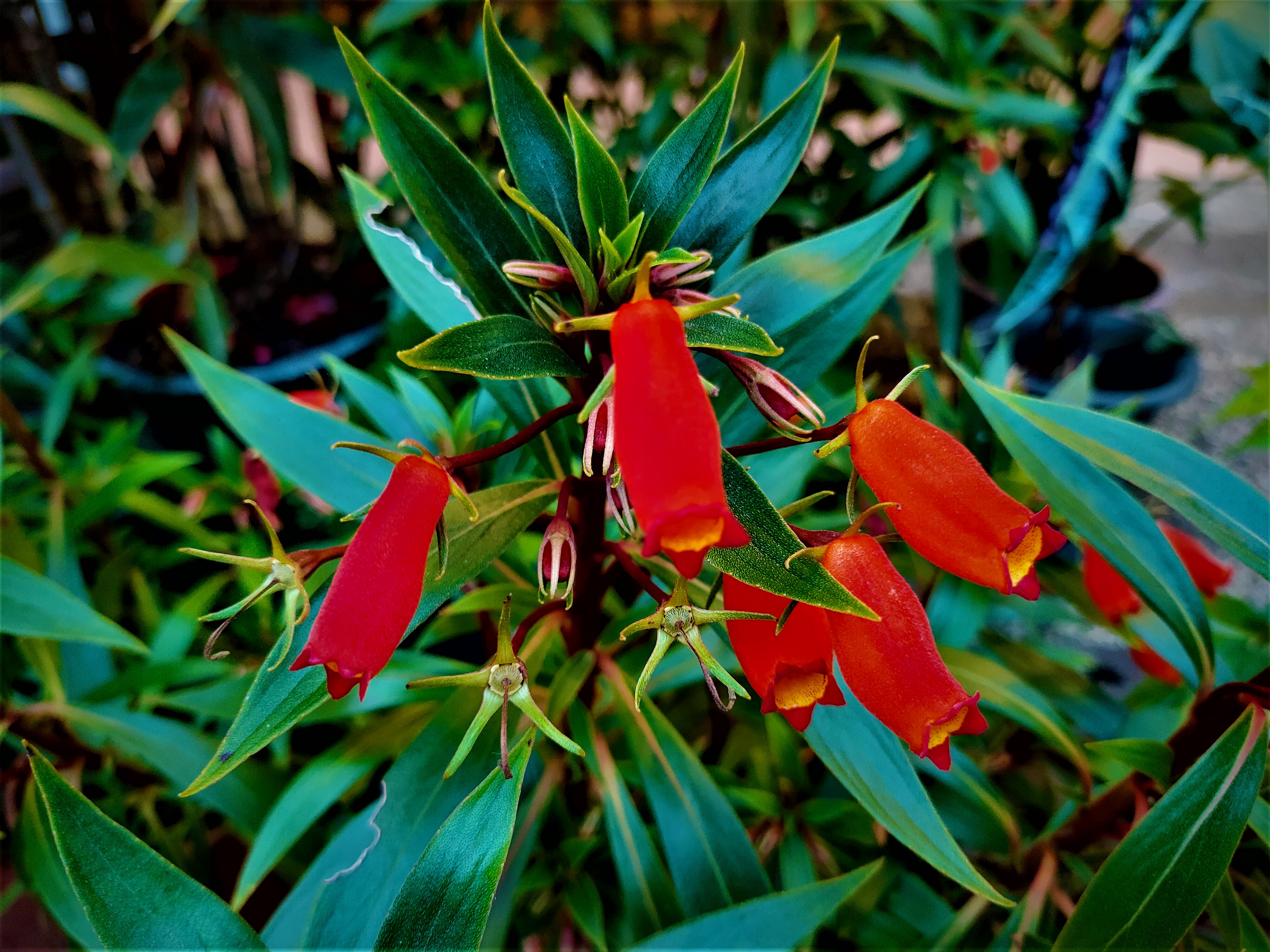 20210929@梨子腳山(小百岳#57)：小圓彤