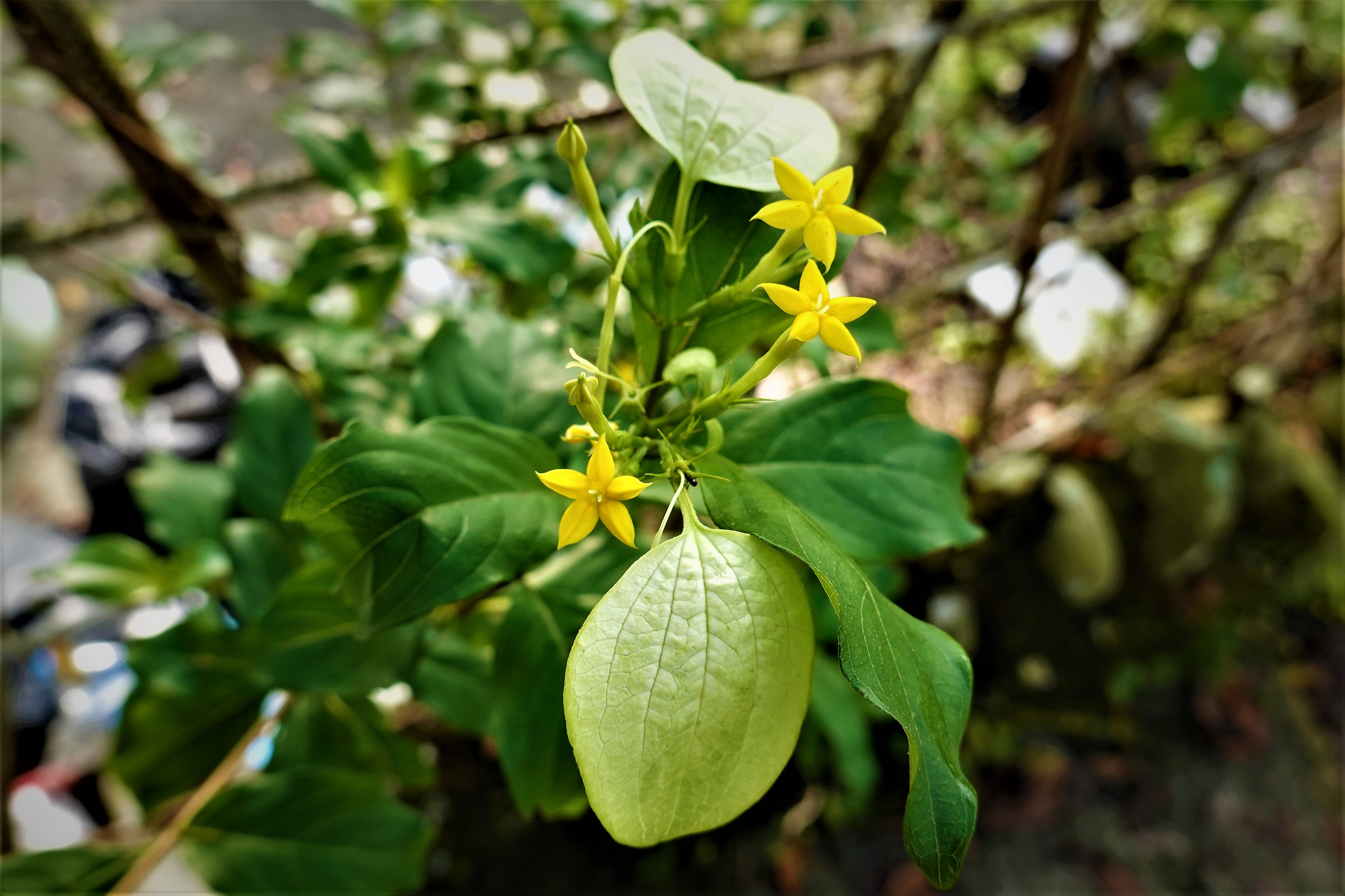 20210930@獨立山(小百岳#58)：非洲玉葉金花