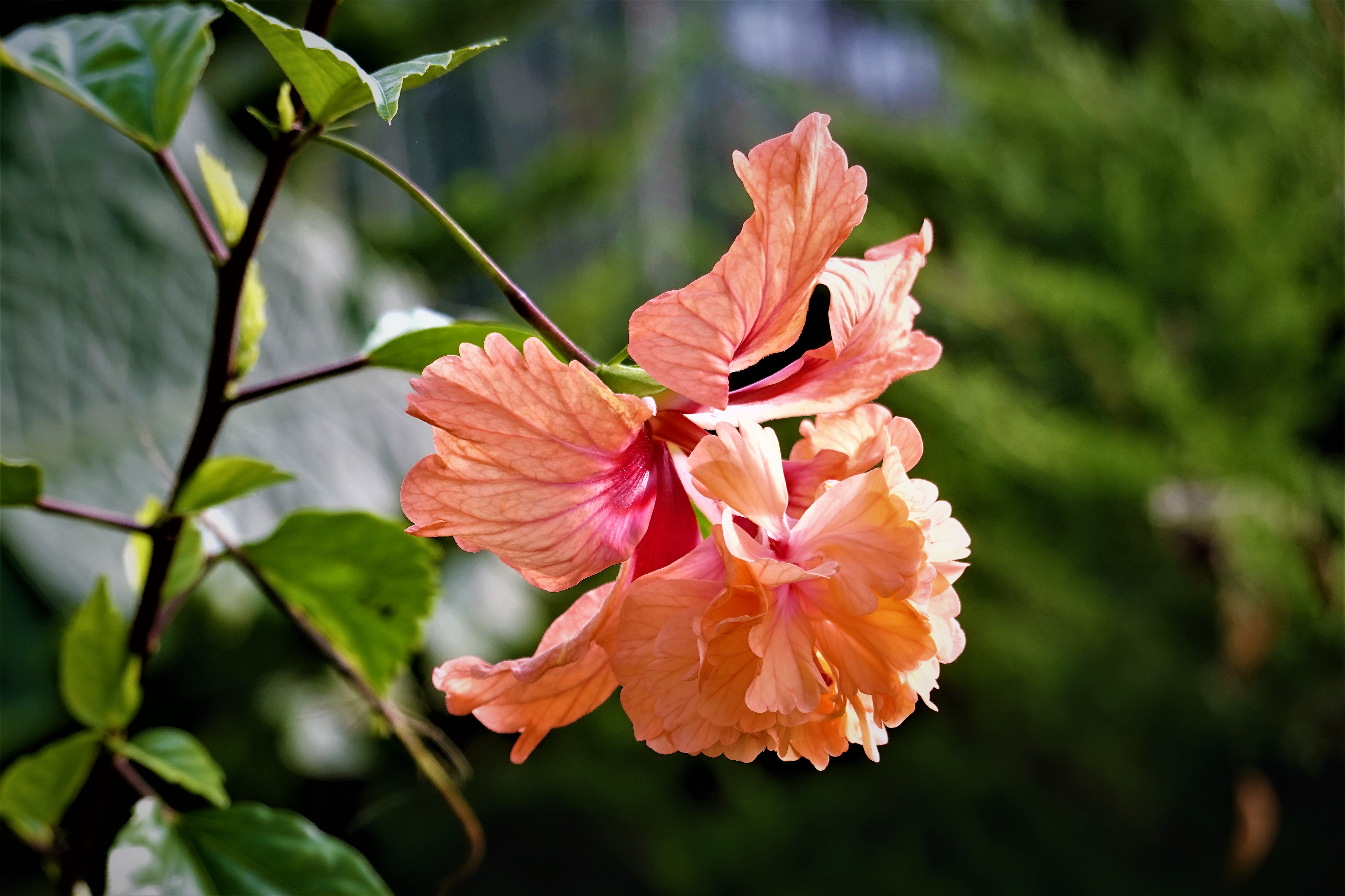 20210930@獨立山(小百岳#58)：裂瓣朱槿