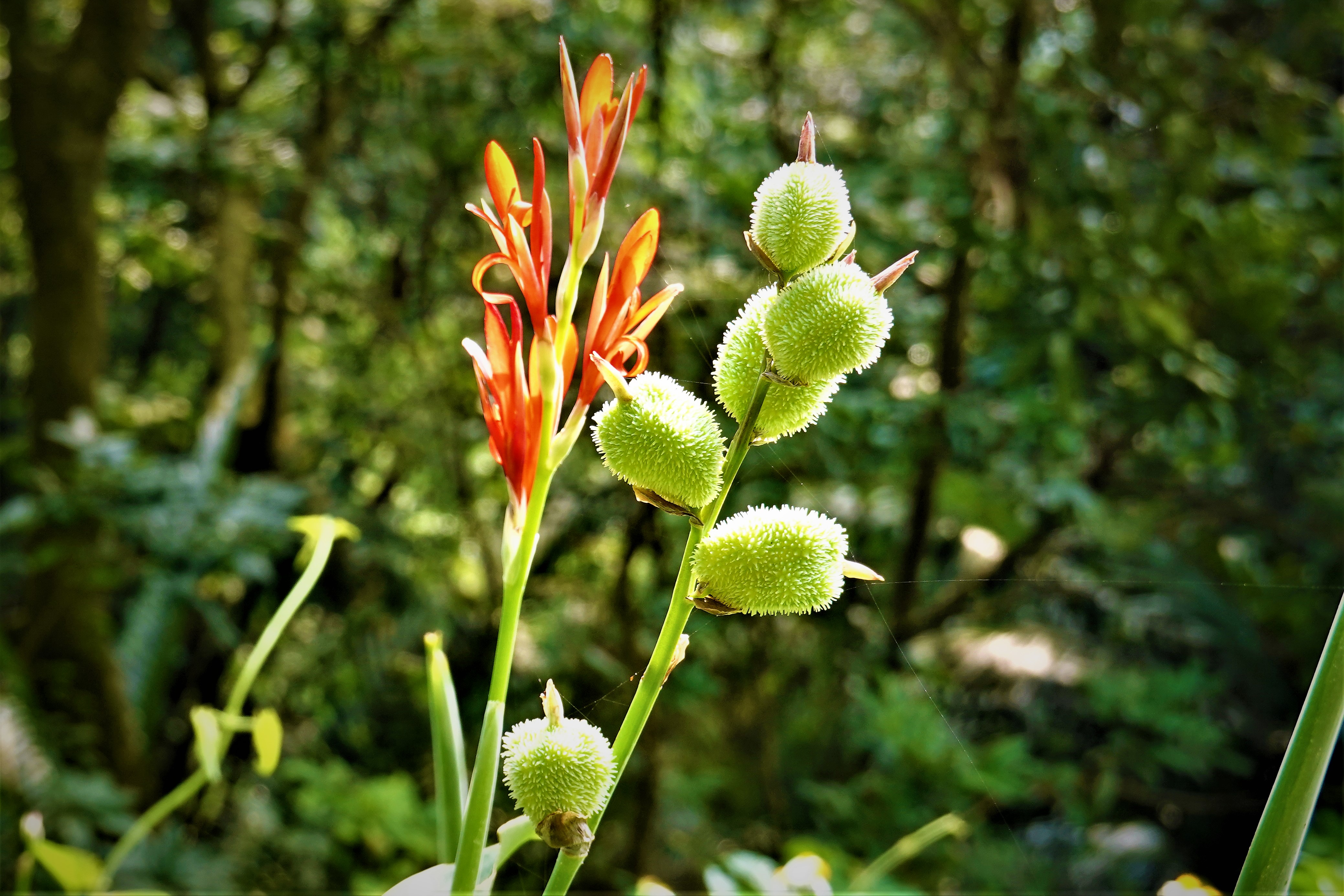 20210930@獨立山(小百岳#58)：美人蕉