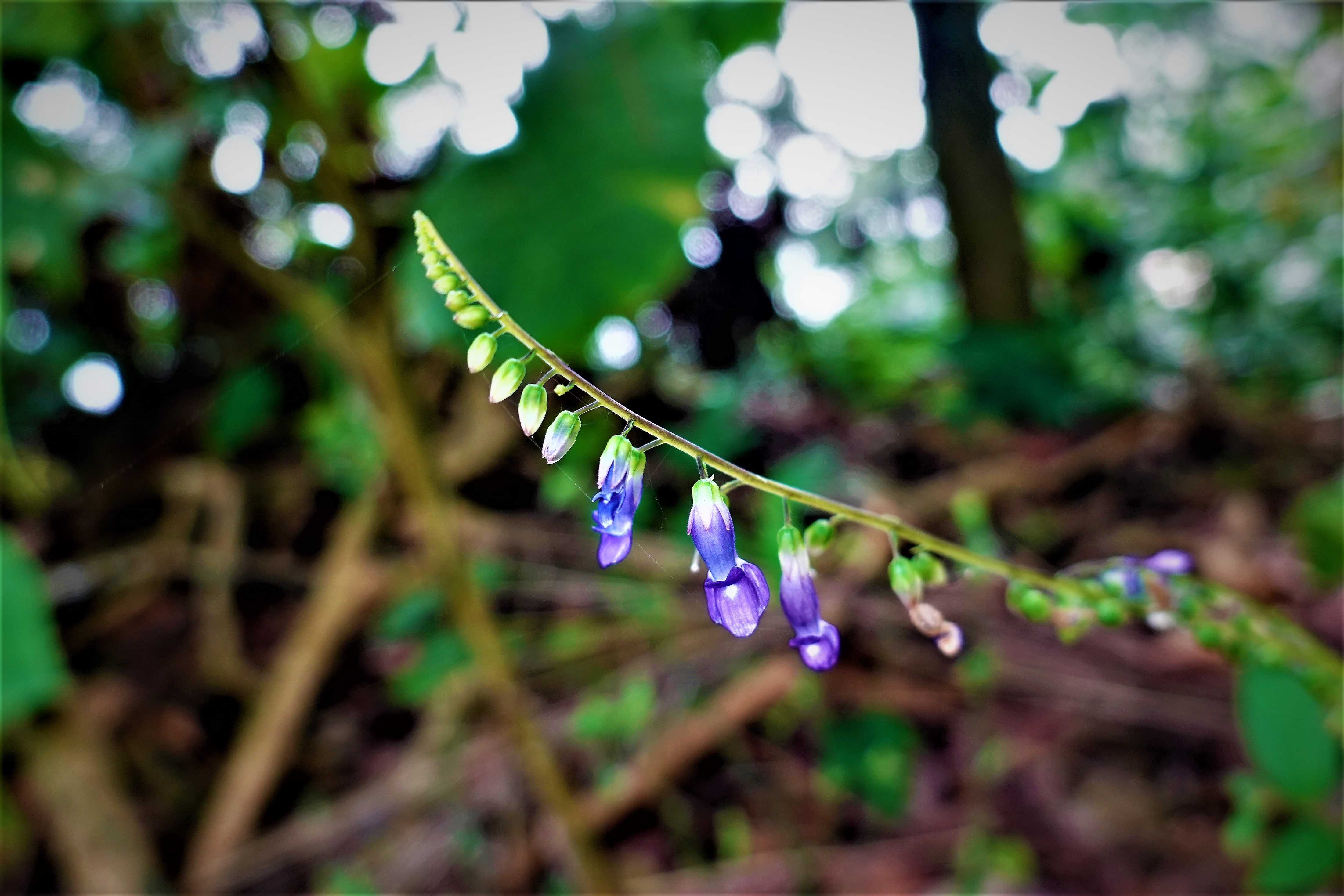 20210930@獨立山(小百岳#58)：尖舌草
