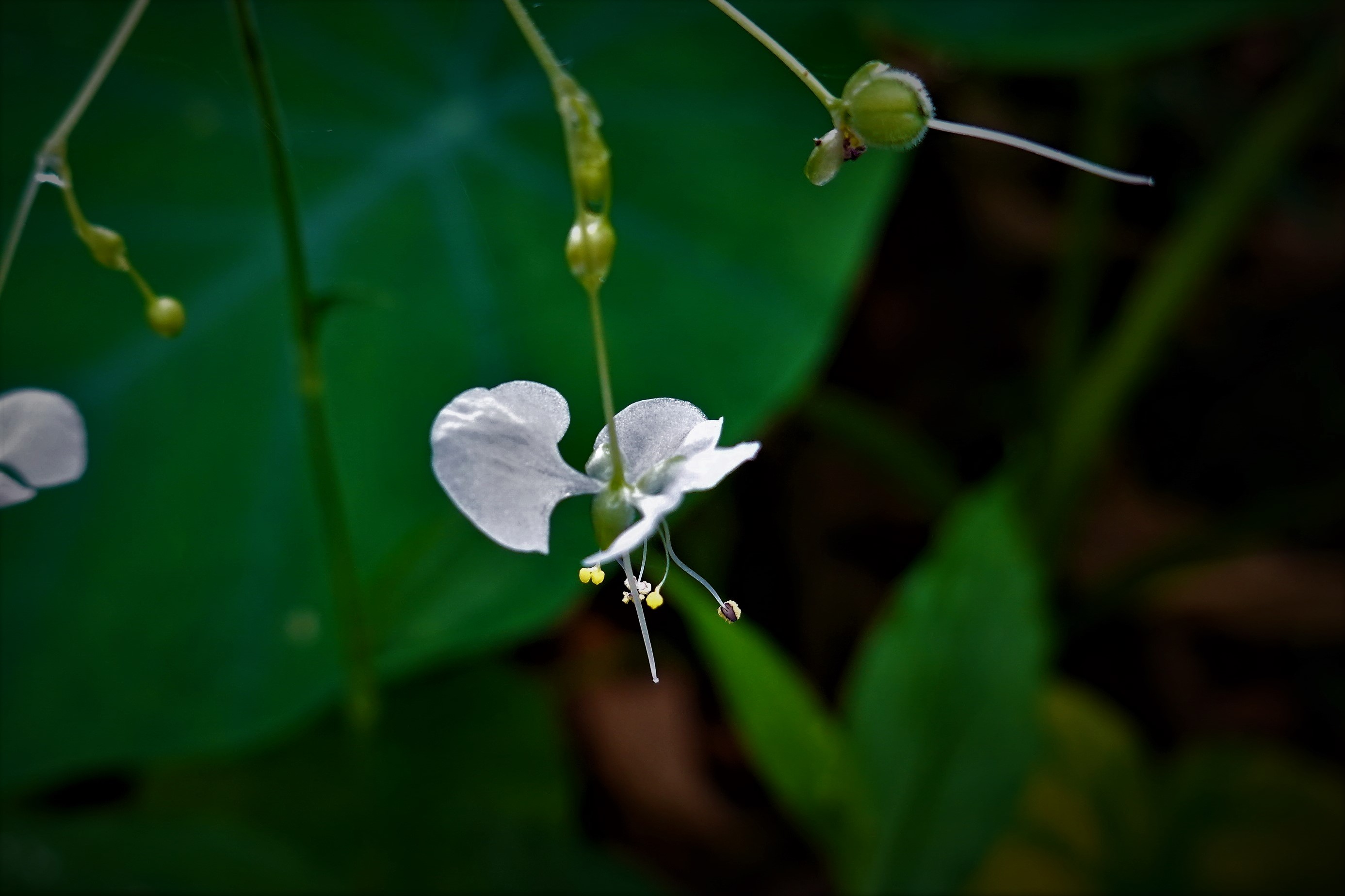 20210930@獨立山(小百岳#58)：毛果竹葉菜