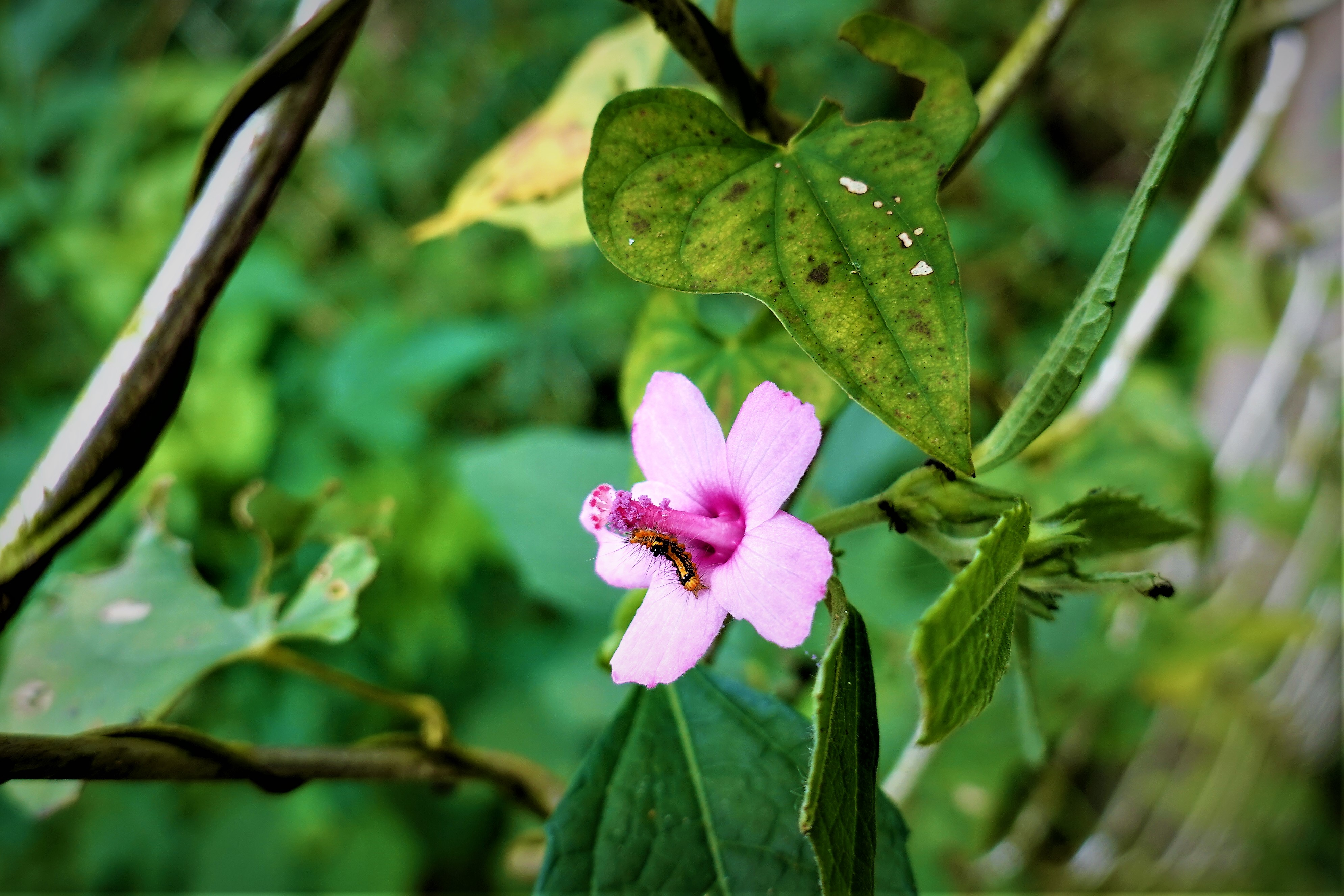20210930@獨立山(小百岳#58)：野棉花