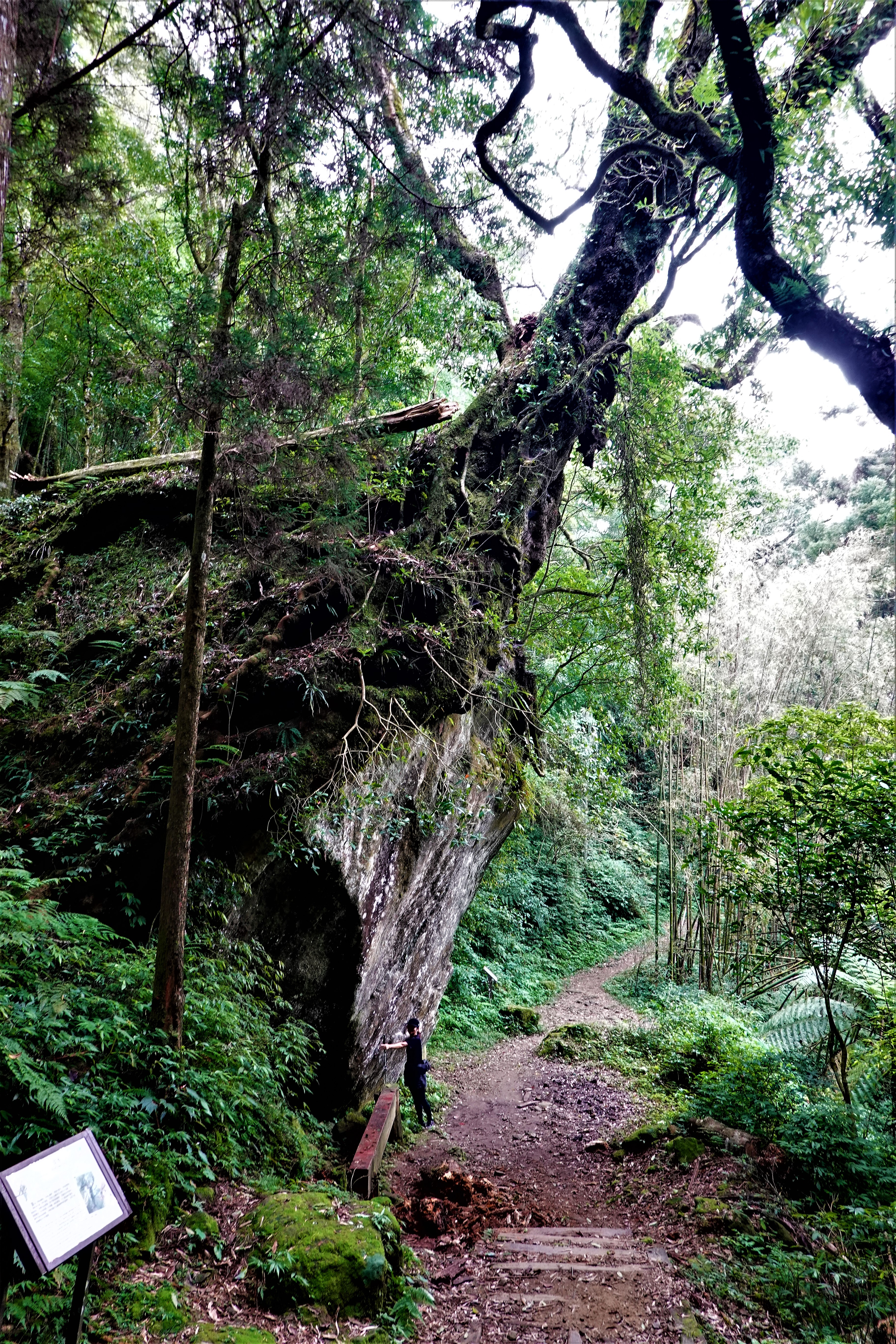 20211005@奮起湖大凍山(小百岳#60)