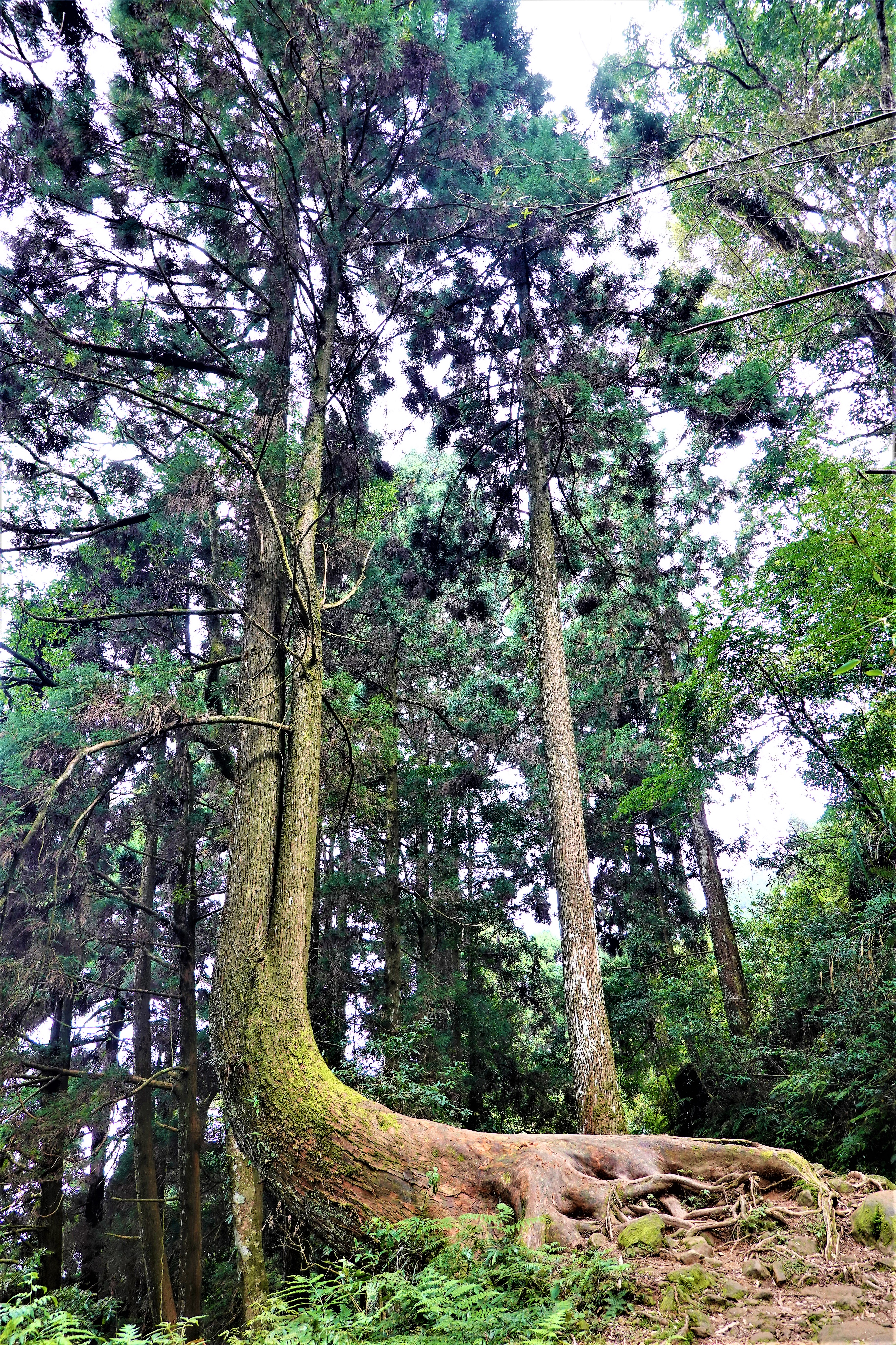 20211005@奮起湖大凍山(小百岳#60)