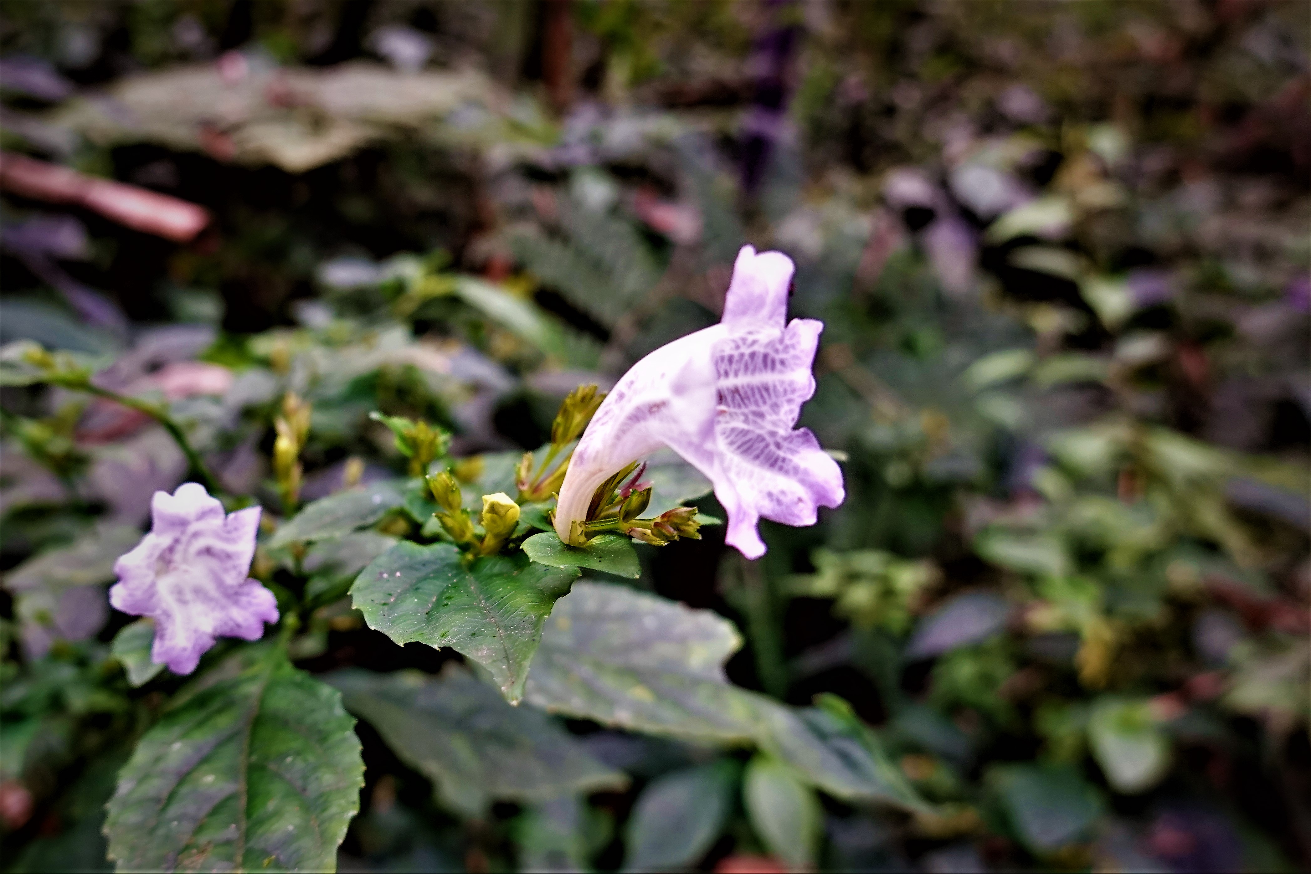 20211005@奮起湖大凍山(小百岳#60)：曲莖馬藍