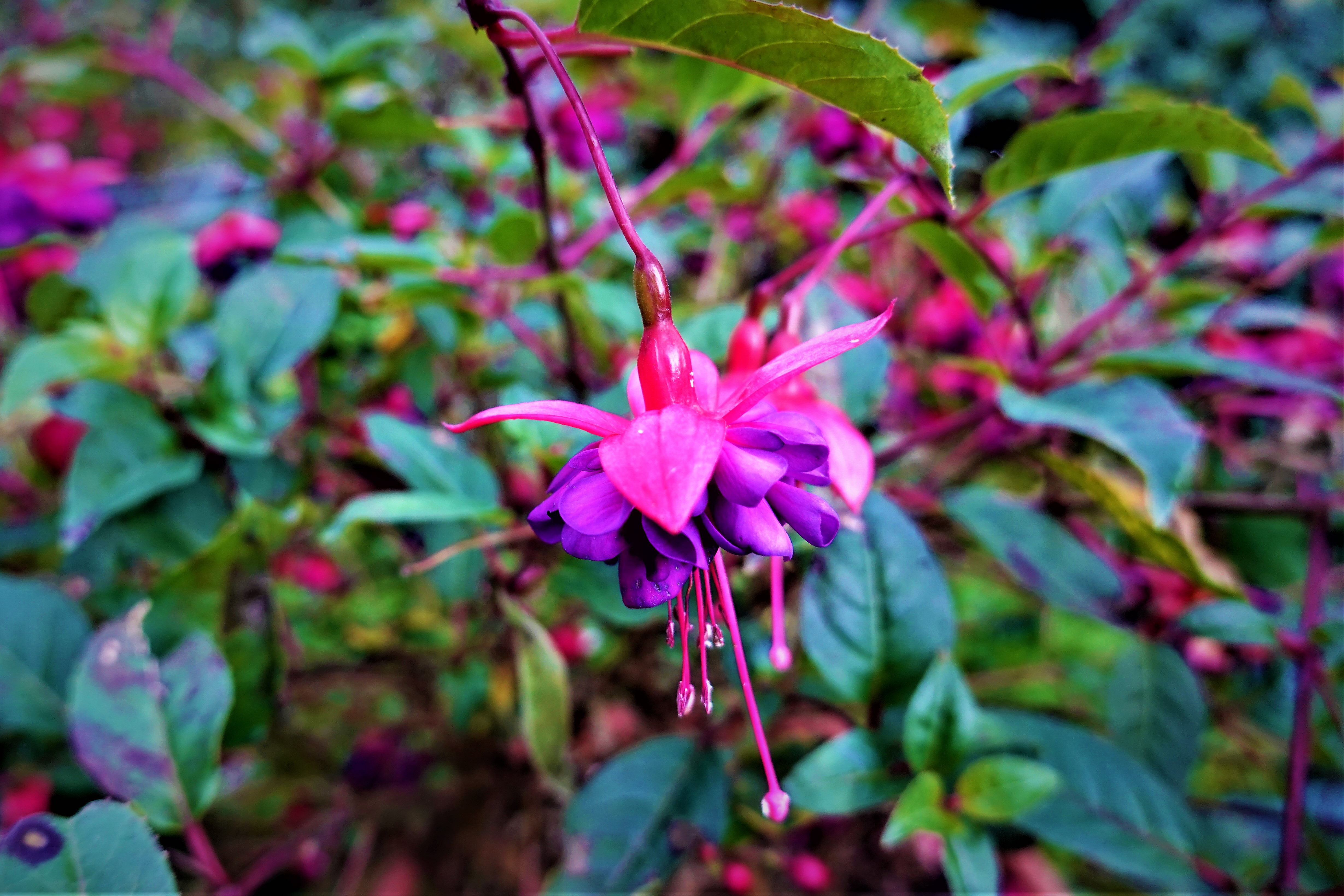 20211006@大塔山(小百岳#59)：吊鐘花