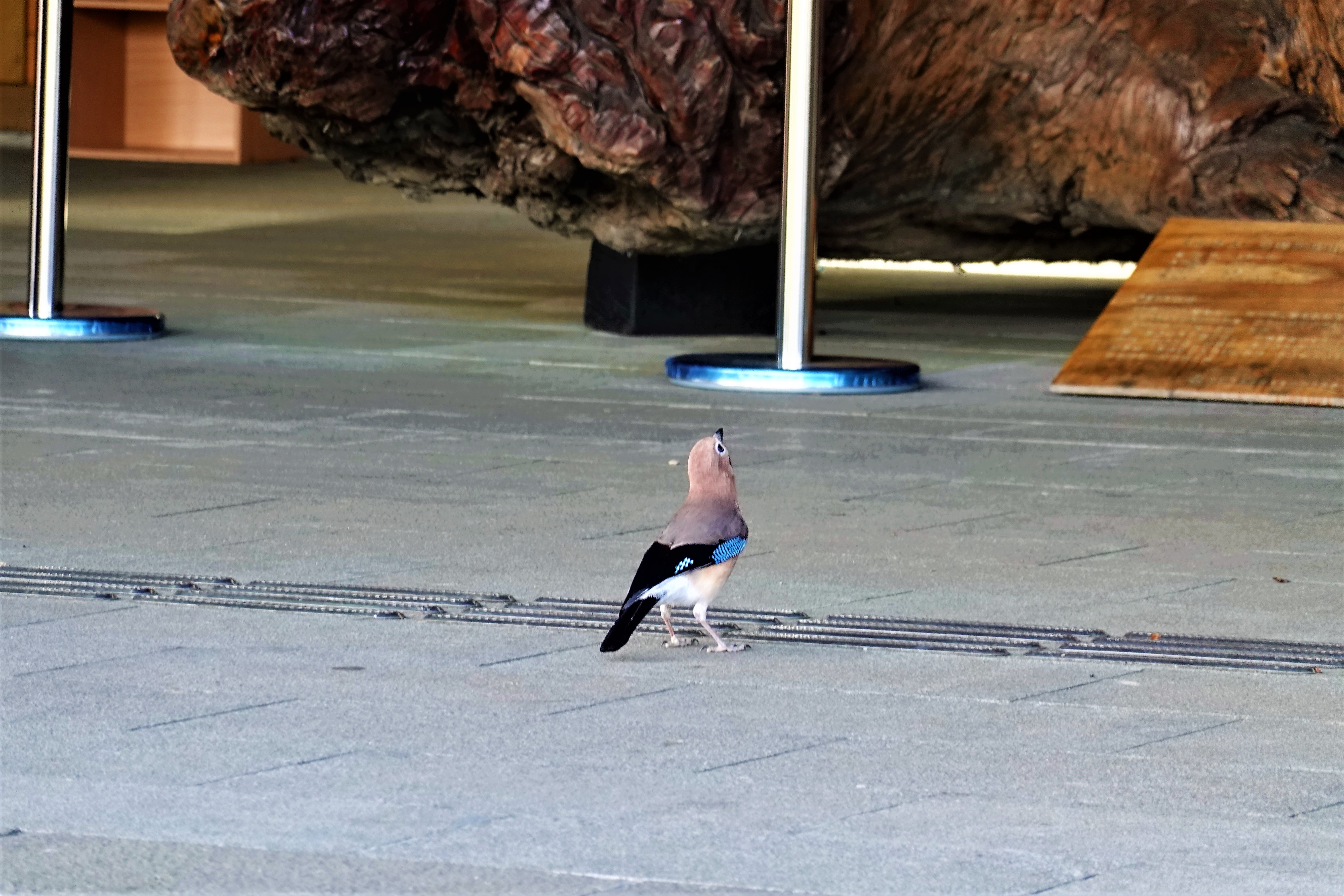 20211006@大塔山(小百岳#59)：松鴉