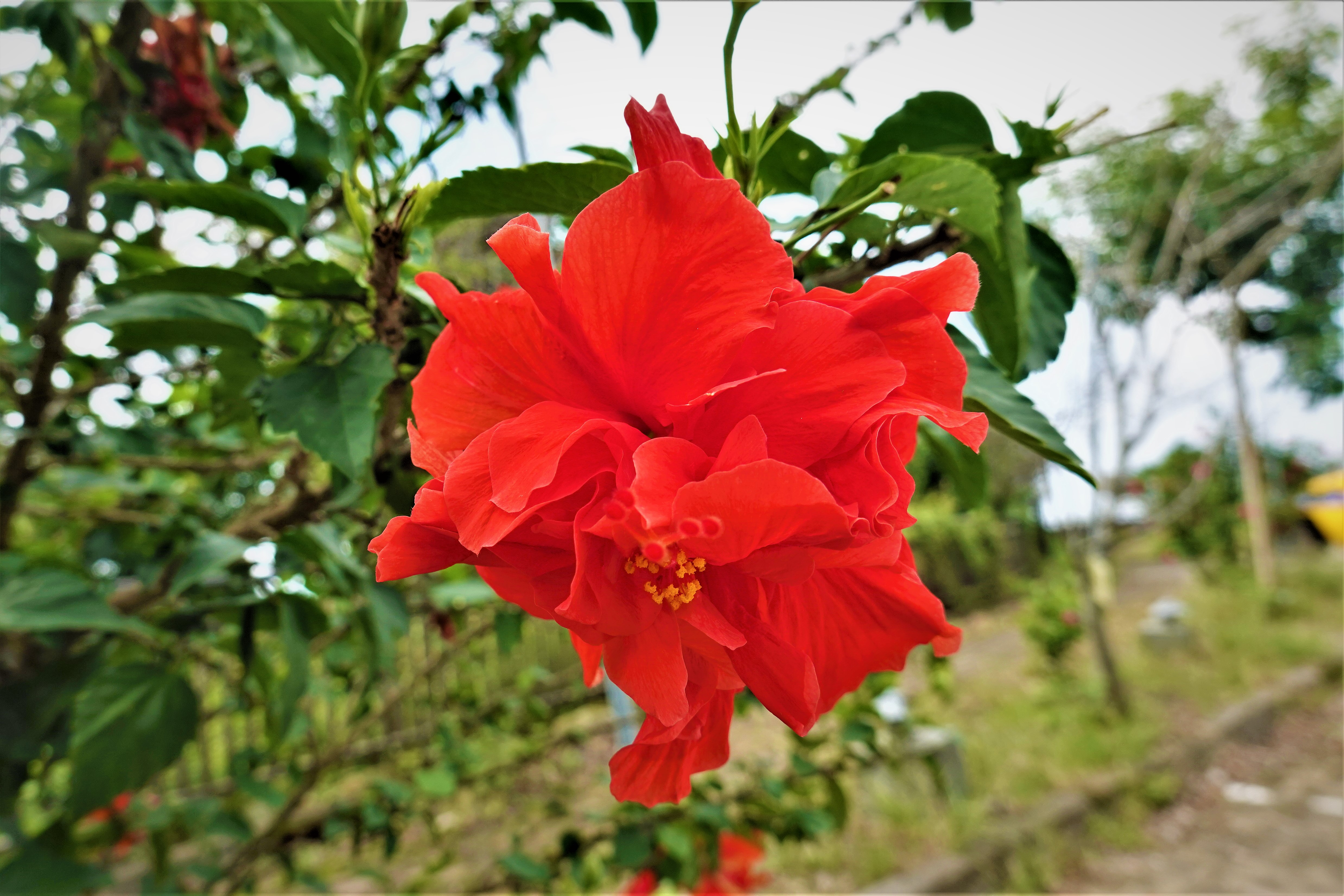 20211014@崁頭山(小百岳#64)：重瓣朱槿
