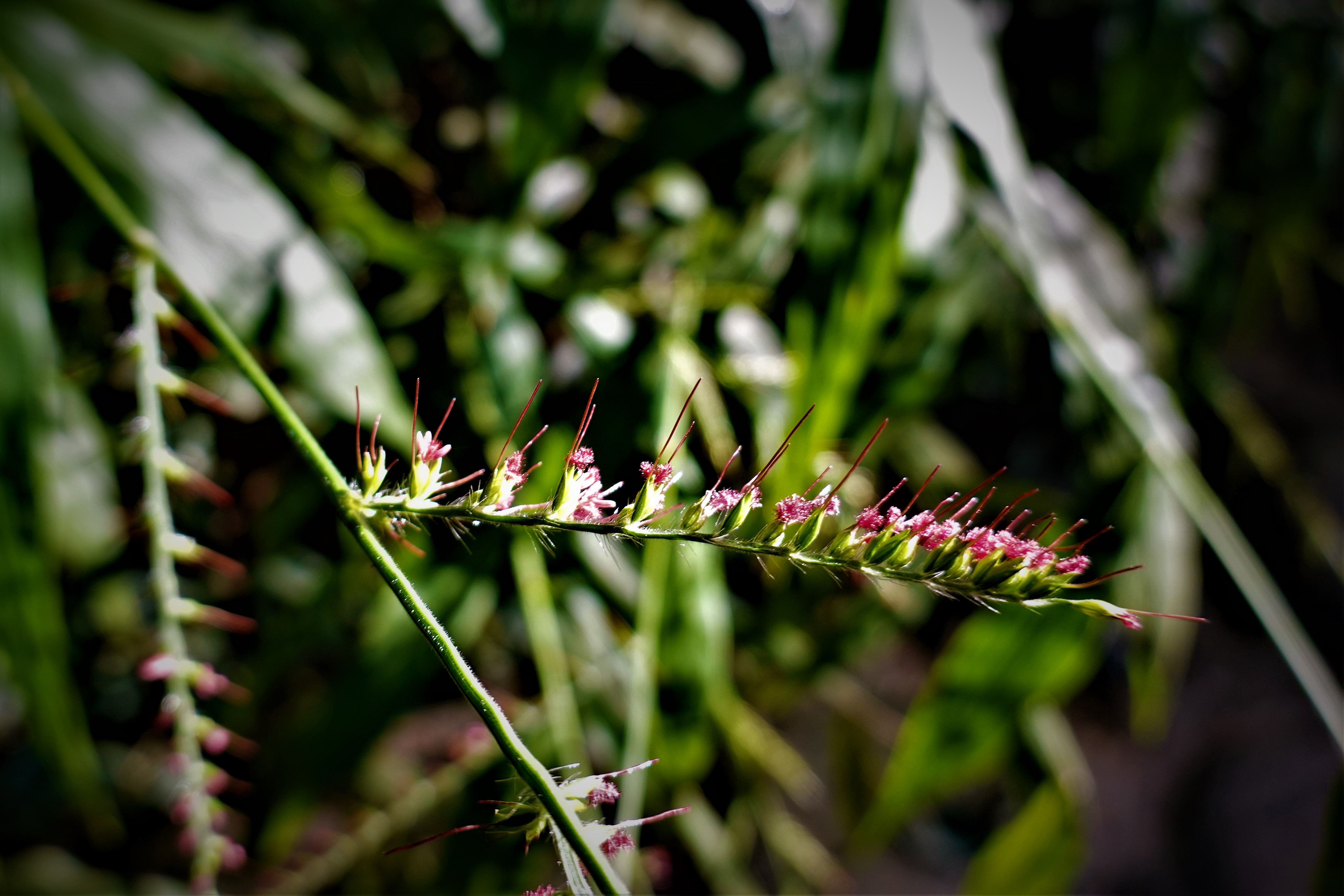 20211015@關子嶺大凍山(小百岳#63)：竹葉草