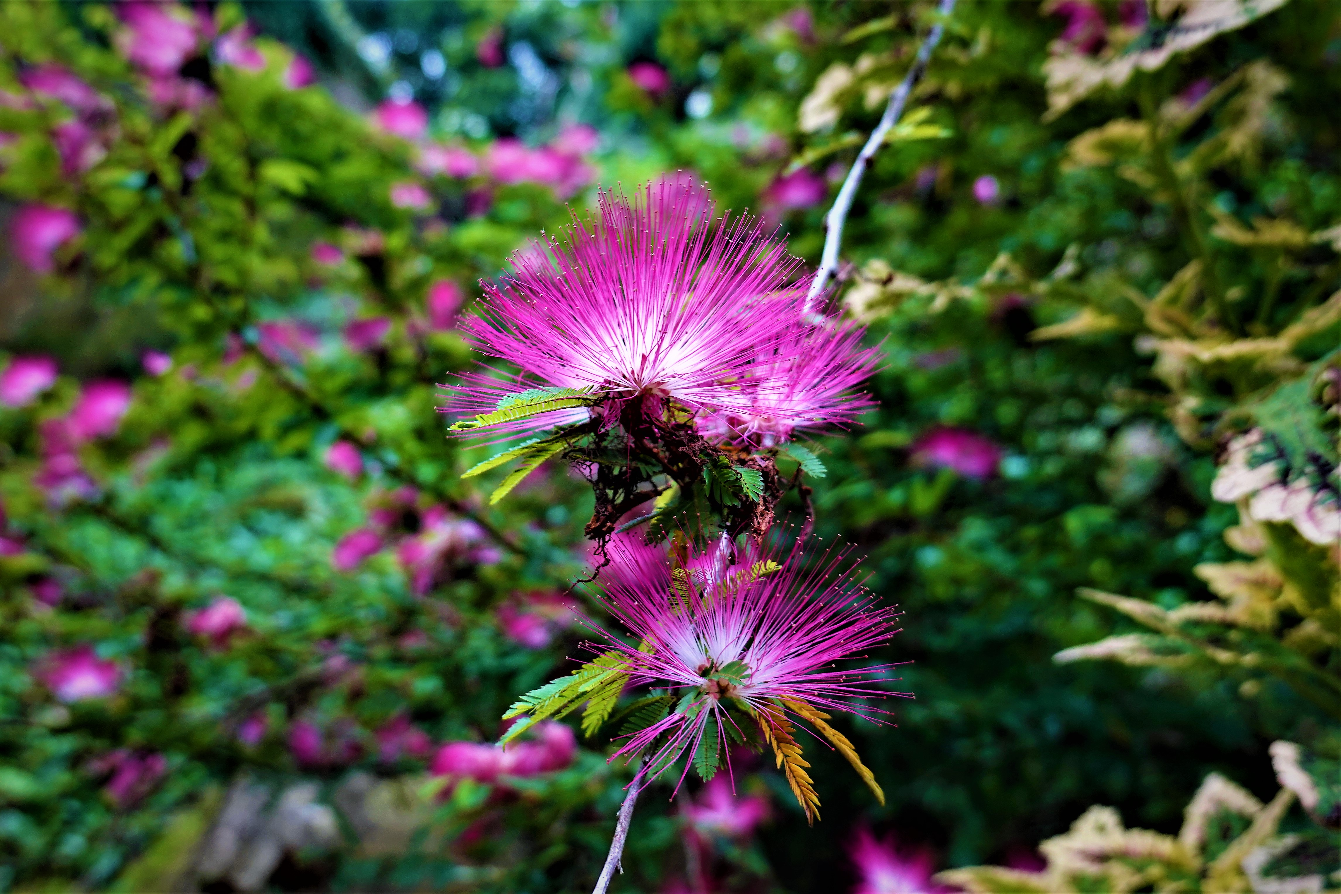 20211025@五指山(小百岳#30)：粉紅合歡