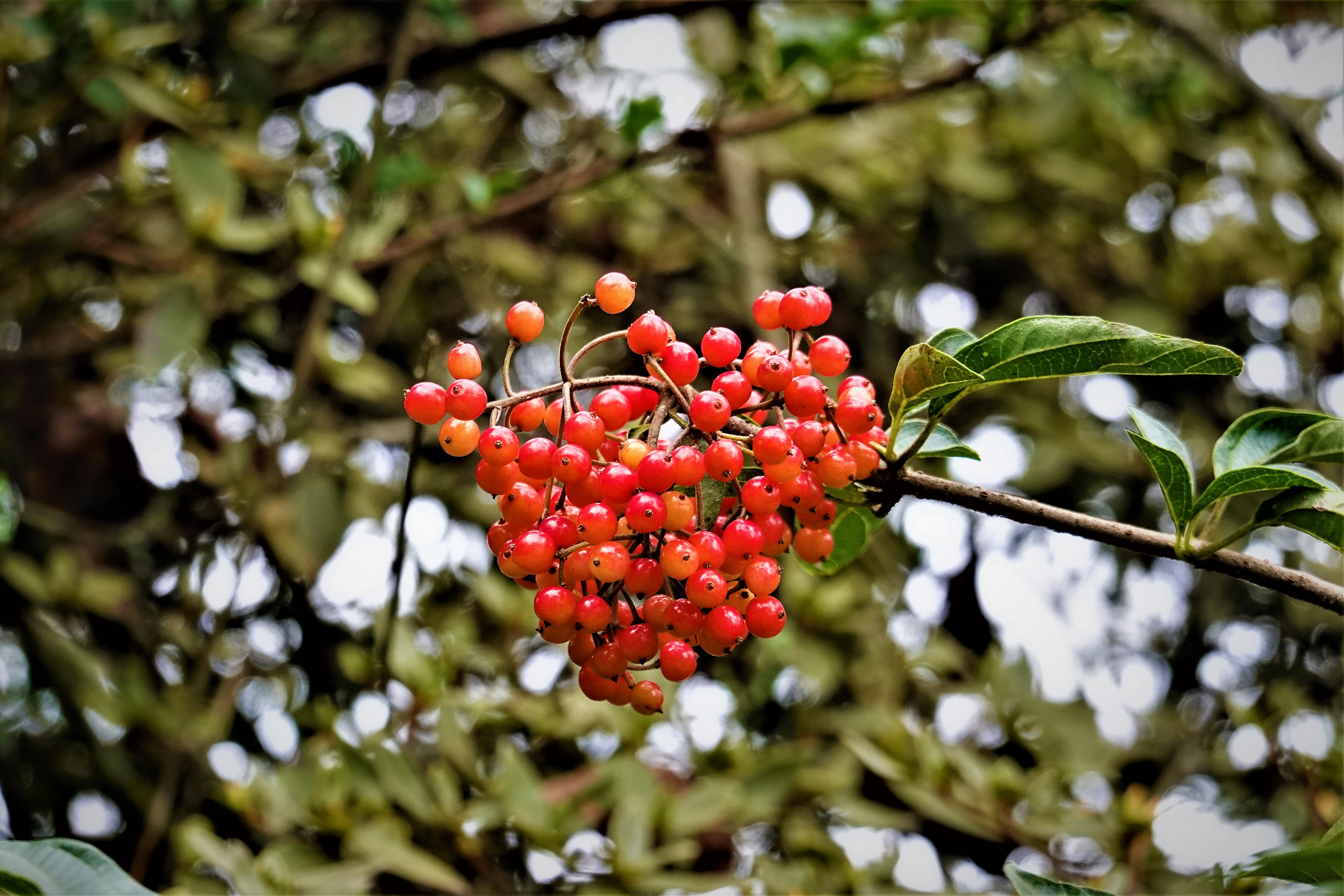 20211026@加里山(小百岳#34)：狹葉莢迷