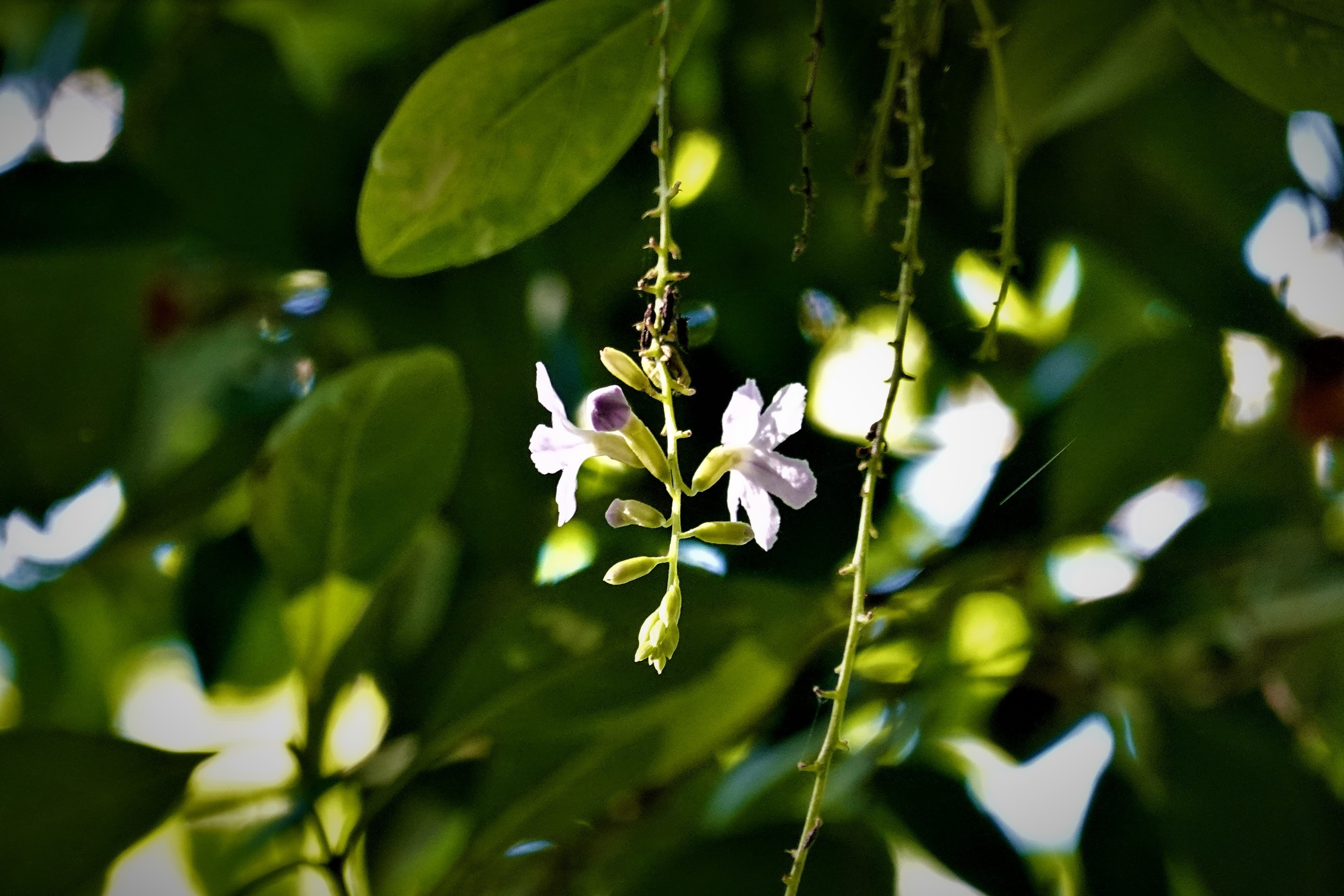 20211027@獅頭山(小百岳#29)：金露花