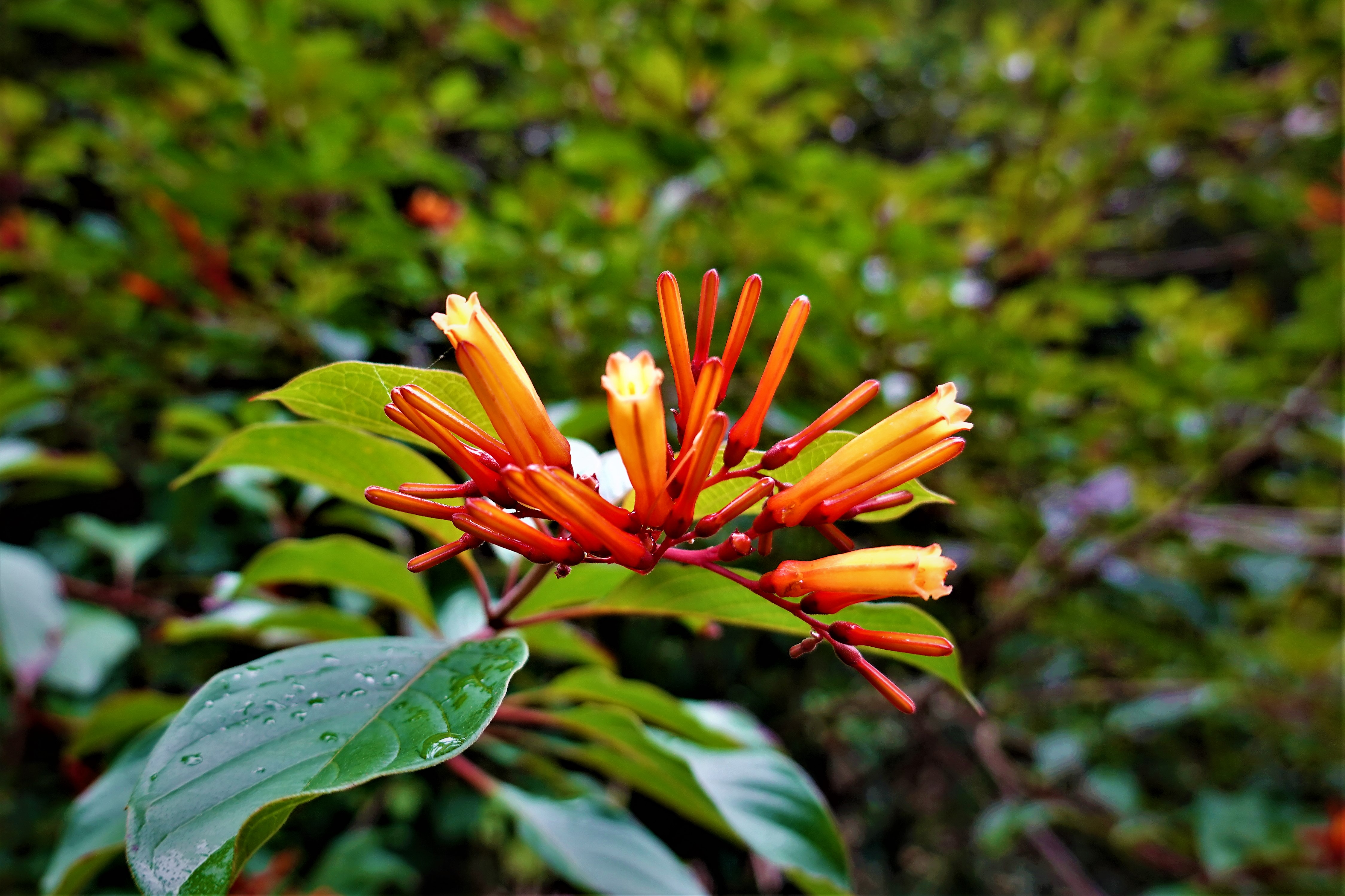 20211104@石牛山(小百岳#25)：醉嬌花